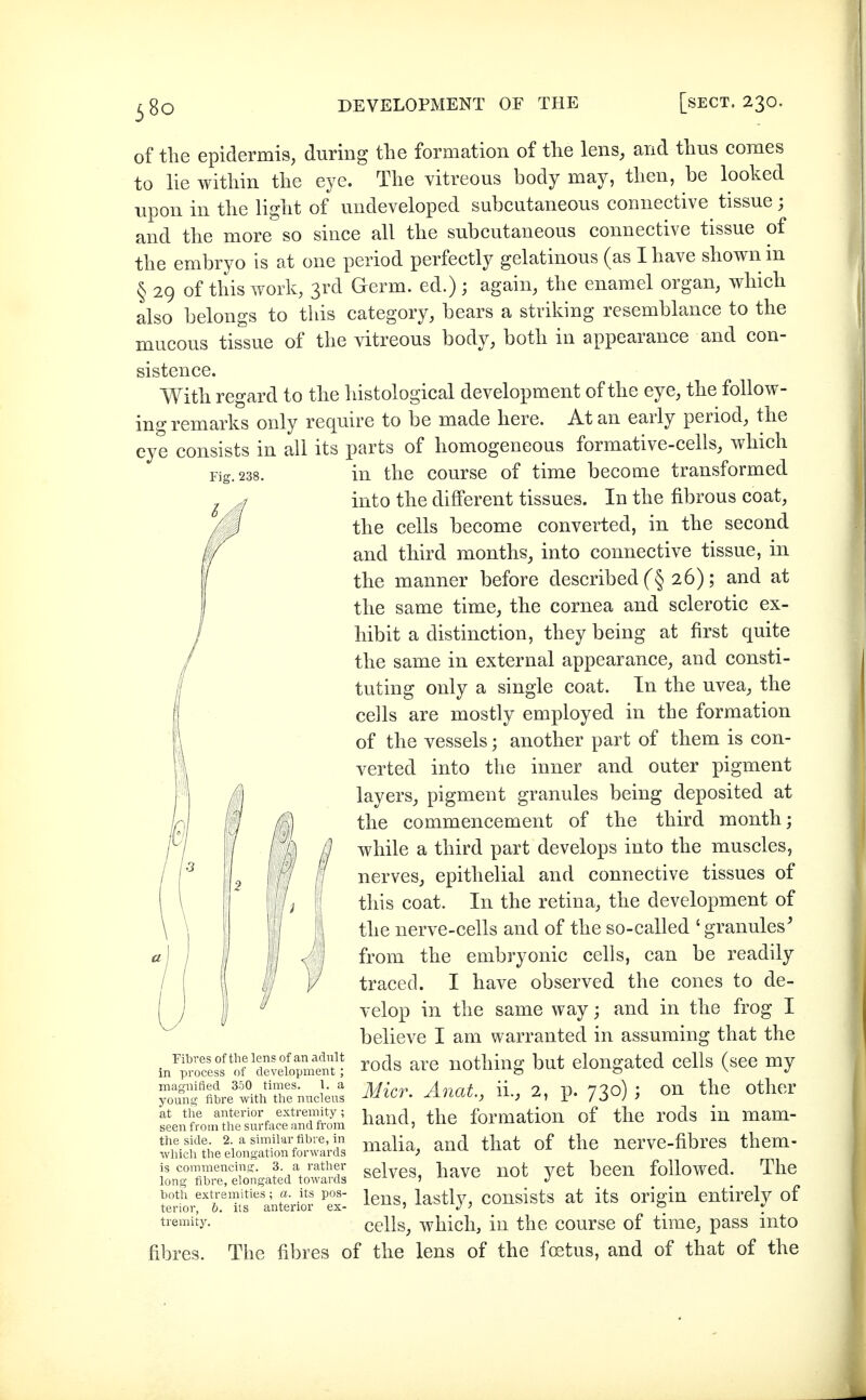 of the epidermis, during the formation of the lens, and thus comes to lie within the eye. The vitreous body may, then, be looked upon in the light of undeveloped subcutaneous connective tissue; and the more so since all the subcutaneous connective tissue of the embryo is at one period perfectly gelatinous (as I have shown m § 29 of this work, 3rd Germ, ed.) ; again, the enamel organ, which also belongs to this category, bears a striking resemblance to the mucous tissue of the vitreous body, both in appearance and con- sistence. With regard to the histological development of the eye, the follow- ing remarks only require to be made here. At an early period, the eye consists in all its parts of homogeneous formative-cells, which Fig. 238. in the course of time become transformed into the different tissues. In the fibrous coat, the cells become converted, in the second and third months, into connective tissue, in the manner before described (§ 26); and at the same time, the cornea and sclerotic ex- hibit a distinction, they being at first quite the same in external appearance, and consti- tuting only a single coat. In the uvea, the cells are mostly employed in the formation of the vessels; another part of them is con- verted into the inner and outer pigment layers, pigment granules being deposited at the commencement of the third month; while a third part develops into the muscles, nerves, epithelial and connective tissues of this coat. In the retina, the development of the nerve-cells and of the so-called ' granules^ from the embryonic cells, can be readily traced. I have observed the cones to de- velop in the same way; and in the frog I believe I am warranted in assuming that the rods are nothing but elongated cells (see my Micr. Anat., ii., 2, p. 730) ; on the other hand, the formation of the rods in mam- malia, and that of the nerve-fibres them- selves, have not yet been followed. The lens, lastly, consists at its origin entirely of cells, which, in the course of time, pass into The fibres of the lens of the foetus, and of that of the Fibres of the lens of an adnlt in process of development ; magnified 350 times. 1. a young fibre with the nucleus at the anterior extremity; seen from the surface and from the side. 2. a similar fibre, in which the elongation forwards is commencing. 3. a rather long fibre, elongated towards both extremities; a. its pos- terior, b. its anterior ex- tremity. fibres.