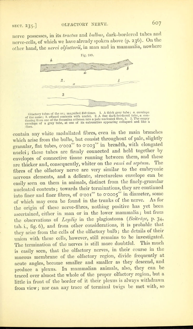 nerve possesses, in its tracüis and hulhus, dark-bordered tubes and nerve-cells, of wliicli we have already spoken above (p. 236). On tlie other hand, the nervi olfactorii, in man and in mammalia, nowhere Fife. 249. Olfactory tubes of the ok ; ma-aified 350 times. 1. A thick grey tube ; a envelope of the same; b. effused contents with nuclei. 2. A fine dark-bordered tube, a. con^ tin üu fi-ora one of the foramina cribrosa into a pale nucleated fibre, b. 3 The empty envelope of a gi'ey tube, at one of its extremities appearmg collapsed and like a fibre. contain any white medullated fdjres, even in the main brandies which arise from the bulbs, but consist throughout of pale, slightly granular, flat tubes, o-oo2' to 0-003' breadth, with elongated nuclei; these tubes are firmly connected and held together by envelopes of connective tissue running between them, and these are thicker and, consequently, whiter on the rami ad septum. The fibres of the olfactory nerve are very similar to the embryonic nervous elements, and a delicate, structureless envelope can be easily seen on them in animals, distinct from the finely-granular nucleated contents; towards their terminations, they are continued into finer and finer fibres, of o-ooi' to 0-0005' in diameter, some of which may even be found in the trunks of the nerve. As for the origin of these nerve-fibres, nothing positive has yet been ascertained, either in man or in the lower mammalia; but from the observations of Leydig in the plagiostoma (Beiträge, p. 34, tab. i., fig. 6), and from other considerations, it is probable that they arise from the cells of the olfactory bulb; the details of their union with these cells, however, still remains to be investigated. The termination of the nerves is still more doubtful. This much is easily seen, that the olfactory nerves, in their course in the mucous membrane of the olfactory region, divide frequently at acute angles, become smaller and smaller as they descend, and produce a plexus. In mammalian animals, also, they can be traced over almost the whole of the proper olfactory region, but a little in froot of the border of it their plexus is always withdrawn from view; nor can any trace of terminal twigs be met with, so