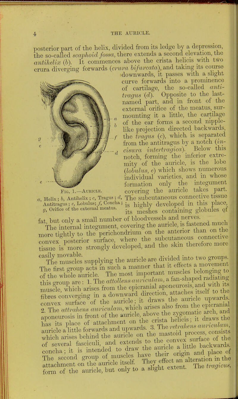 THE AURICLE. a b f d Fig. 1.—Auricle. posterior part of the helix, divided from its ledge by a depression, the so-called scaphoid fossa, there extends a second elevation, the antihelix (b). It commences above the crista helicis with two crura diverging forwards (crura bifurcata), and taking its course downwards, it passes with a slight curve forwards into a prominence of cartilage, the so-called anti- tragus (d). Opposite to the last- named part, and in front of the external orifice of the meatus, sur- mounting it a little, the cartilage of the ear forms a second nipple- like projection directed backwards, the tragus (c), which is separated from the antitragus by a notch (in- cisura intertragica). Below this notch, forming the inferior extre- mity of the auricle, is the lobe (lobulus, e) which shows numerous individual varieties, and in whose formation only the integument covering the auricle takes part. a, Helix; b, Antihelix; c, Tragus; d, The subcutaneous connective tissue ' Antitragus ; e, Lobulus; /, Concha ; • ki<rhly developed ill this place, g, Orifice of the external meatus. ^ ^ globules 0f fat but only a small number of bloodvessels and nerves. The iilmal integument, covering the auricle, is fastened much more tightly to the perichondrium on the anterior than on the Snvex posterior surface, where the subcutaneous connective isCore strongly developed, and the skm therefore more eaTheWees supplying the auricle are divided into two groups Th?&~p a?ts £ such a manner that it effects a movement of the whole auricle. The most important muscles belonging to Äoup are 1 The attollens auriculam, a fan-shaped radmmg mulck which arises from the epicranial aponeurosis, and with its fibresZeroing in a downward direction, attaches itself to the nores coiiveiDui nil -ole. [t draws the auricle upwards. ™Xt /i whieh\riSes d. from the epicranial m, ,l?f!* n front of the auricle, above the zygomatic arch, and Intent. The,,,,,,,