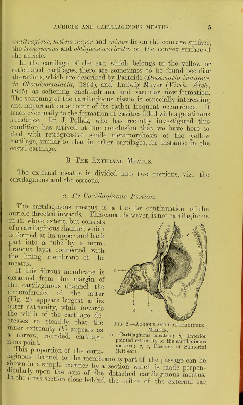 antitragicus, helicis major and minor lie on the concave surface, the transversus and obliquus auriculce on the convex surface of the auricle. In the cartilage of the ear, which belongs to the yellow or reticulated cartilages, there are sometimes to be found peculiar alterations, which are described by Parreidt {Dissertatio inaugur. de Chondromalacia, 1864), and Ludwig Meyer (Virch. Arch., 1865) as softening enchondroma and vascular new-formation. The softening of the cartilaginous tissue is especially interesting and important on account of its rather frequent occurrence. It leads eventually to the formation of cavities filled with a gelatinous substance. Dr. J. Pollak, who has recently investigated this condition, has arrived at the conclusion that we have here to deal with retrogressive senile metamorphosis of the yellow cartilage, similar to that in other cartilages, for instance in the costal cartilage. B. The External Meatus. The external meatus is divided into two portions, viz., the cartilaginous and the osseous. a. Its Cartilaginous Portion. The cartilaginous meatus is a tubular continuation of the auricle directed inwards. This canal, however, is not cartilaginous m its whole extent, but consists of a cartilaginous channel, which is formed at its upper and back part into a tube by a mem- branous layer connected with the lining membrane of the meatus. If this fibrous membrane is detached from the margin of the cartilaginous channel, the circumference of the latter (Fig. 2) appears lamest at its outer extremity, while inwards the width of the cartilage de- creases so steadily, that the inner extremity (b) appears as a narrow, rounded, cartilagi- nous point. This proportion of the carti- laginous channel to the membranous part of the passage can be Kl? im a Simp ° ma?ner hy a section> which is mad? perpen- ^ larly upon the axis of the detached cartilaginous meatus. Jn the cross section close behind the orifice of the external ear Fig. 2.—Aueicle and Cartilaginous Meatus. a, Cartilaginous meatus ; b, Interior pointed extremity of the cartilaginous meatus ; c, c, Fissures of Santorini (left ear).