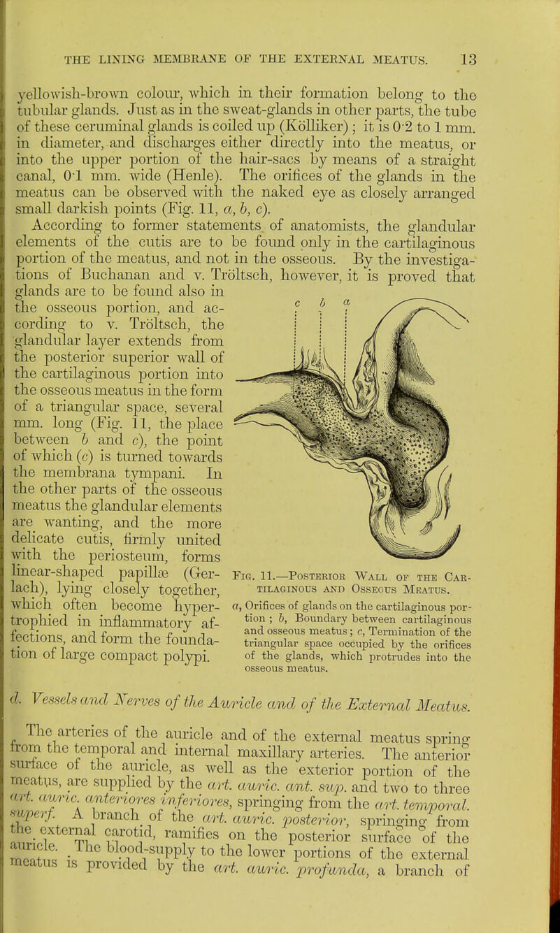yellowish-brown colour, which in their formation belong to the tubular glands. Just as in the sweat-glands in other parts, the tube of these ceruminal glands is coiled up (Kolliker) ; it is 02 to 1 mm. in diameter, and discharges either directly into the meatus, or into the upper portion of the hair-sacs by means of a straight canal, 01 mm. wide (Henle). The orifices of the glands in the meatus can be observed with the naked eye as closely arranged small darkish points (Fig. 11, a, b, c). According to former statements of anatomists, the glandular elements of the cutis are to be found only in the cartilaginous portion of the meatus, and not in the osseous. By the investiga- tions of Buchanan and v. Tröltsch, however, it is proved that glands are to be found also in the osseous portion, and ac- cording to v. Tröltsch, the glandular layer extends from the posterior superior wall of the cartilaginous portion into the osseous meatus in the form of a triangular space, several mm. long (Fig. 11, the place between b and c), the point of which (c) is turned towards the membrana tympani. In the other parts of the osseous meatus the glandular elements are wanting, and the more delicate cutis, firmly united with the periosteum, forms linear-shaped papillae (Ger- lach), lying closely together, which often become hyper- trophied in inflammatory af- fections, and form the founda- tion of large compact polypi. Fig. 11.—Posterior Wall of the Car- tilaginous and Osseous Meatus. a, Orifices of glands on the cartilaginous por- tion ; b, Boundary between cartilaginous and osseous meatus; c, Termination of the triangular space occupied by the orifices of the glands, which protrudes into the osseous meatus. d. Vessels and Nerves of the Auricle and of the External Meatus. The arteries of the auricle and of the external meatus spring from the temporal and internal maxillary arteries. The anterior surface of the auricle, as well as the exterior portion of the meatus, are supplied by the art. auric, ant. sup. and two to three art. auric anteriores inferiores, springing from the art temporal mperf A branch of the art. auric, posterior, springing from he external carotid, ramifies on the posterior surface of the aimcle The blood-supply to the lower portions of the external meatus is provided by the art auric, profunda, a branch of