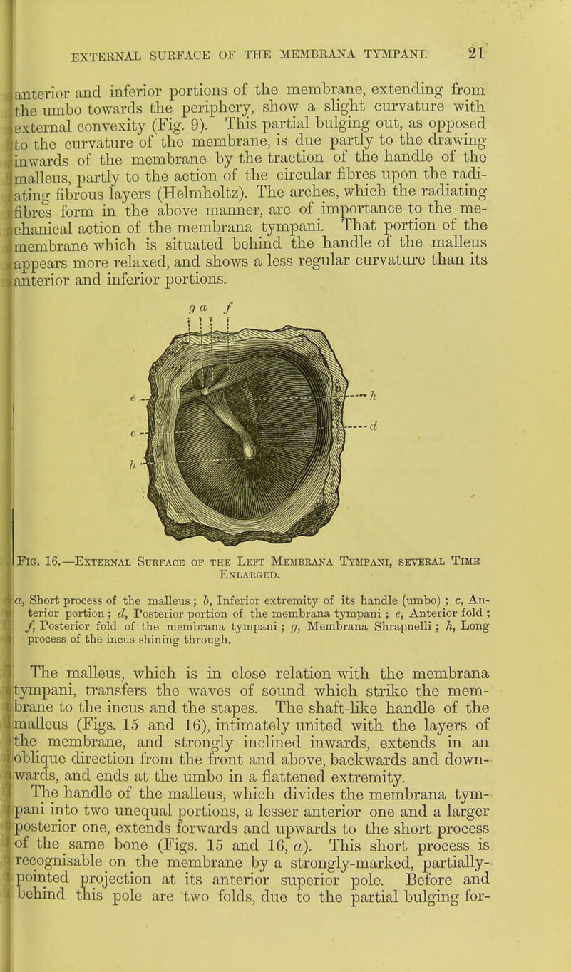 anterior and inferior portions of the membrane, extending from the umbo towards the periphery, show a slight curvature with external convexity (Fig. 9). This partial bulging out, as opposed to the curvature of the membrane, is due partly to the drawing inwards of the membrane by the traction of the handle of the malleus, partly to the action of the circular fibres upon the radi- ating fibrous layers (Helmholtz). The arches, which the radiating fibres form in the above manner, are of importance to the me- chanical action of the membrana tympani. That portion of the membrane which is situated behind the handle of the malleus appears more relaxed, and shows a less regular curvature than its anterior and inferior portions. 9 a f \ \ \ ■ Fig. 16.—Exteenal Sueface op the Left Membeana Tympani, seveeal Time Enjlaeged. ■«, Short process of the malleus; b, Inferior extremity of its handle (umbo) ; c, An- terior portion ; cl, Posterior portion of the membrana tympani ; e, Anterior fold ; /, Posterior fold of the membrana tympani; g, Membrana Shrapnelli; h, Long process of the incus shining through. The malleus, which is in close relation with the membrana tympani, transfers the waves of sound which strike the mem- brane to the incus and the stapes. The shaft-like handle of the malleus (Figs. 15 and 16), intimately united with the layers of the membrane, and strongly inclined inwards, extends in an oblique direction from the front and above, backwards and down- wards, and ends at the umbo in a flattened extremity. The handle of the malleus, which divides the membrana tym- pani into two unequal portions, a lesser anterior one and a larger posterior one, extends forwards and upwards to the short process of the same bone (Figs. 15 and 16, a). This short process is recognisable on the membrane by a strongly-marked, partially- pointed projection at its anterior superior pole. Before and behind this pole are two folds, due to the partial bulging for-