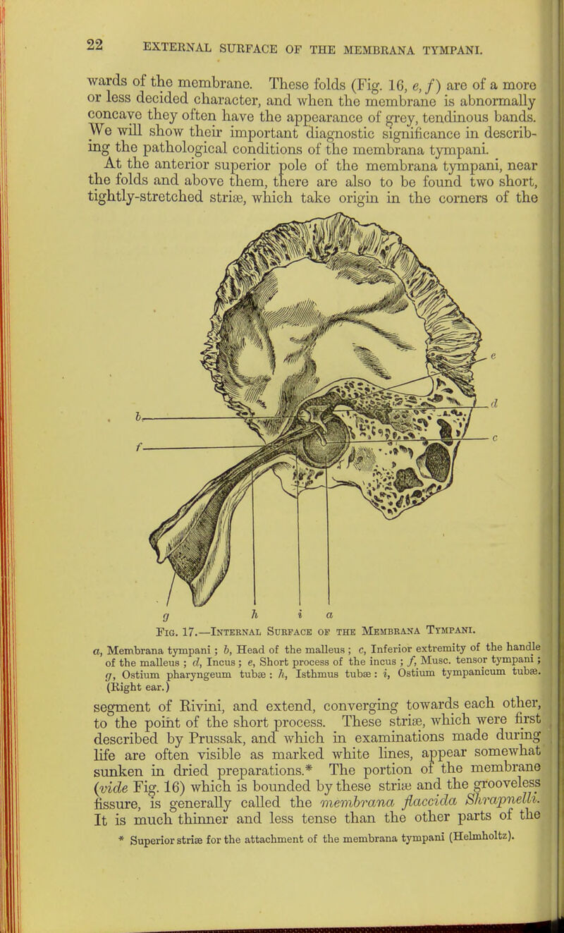 wards of the membrane. These folds (Fig. 16, e, f) are of a more or less decided character, and when the membrane is abnormally concave they often have the appearance of grey, tendinous bands. We will show their important diagnostic significance in describ- ing the pathological conditions of the membrana tympani. At the anterior superior pole of the membrana tympani, near the folds and above them, there are also to be found two short, tightly-stretched strise, which take origin in the corners of the g h i a Fig. 17.—Internal Surface of the Membrana Tympani. a, Membrana tympani ; b, Head of the malleus ; c, Inferior extremity of the handle of the malleus ; d, Incus; e, Short process of the incus ; /, Muse, tensor tympani; g, Ostium pharyngeum tubce : h, Isthmus tubae: i, Ostium tympanicum tubae. (Right ear.) segment of Rivini, and extend, converging towards each other, to the point of the short process. These strife, which were first described by Prussak, and which in examinations made during life are often visible as marked white lines, appear somewhat sunken in dried preparations* The portion of the membrane (vide Fig. 16) which is bounded by these strife and the grooveless fissure, is generally called the membrana flaccida Shrapnelh. It is much thinner and less tense than the other parts of the * Superior strise for the attachment of the membrana tympani (Helmholtz).