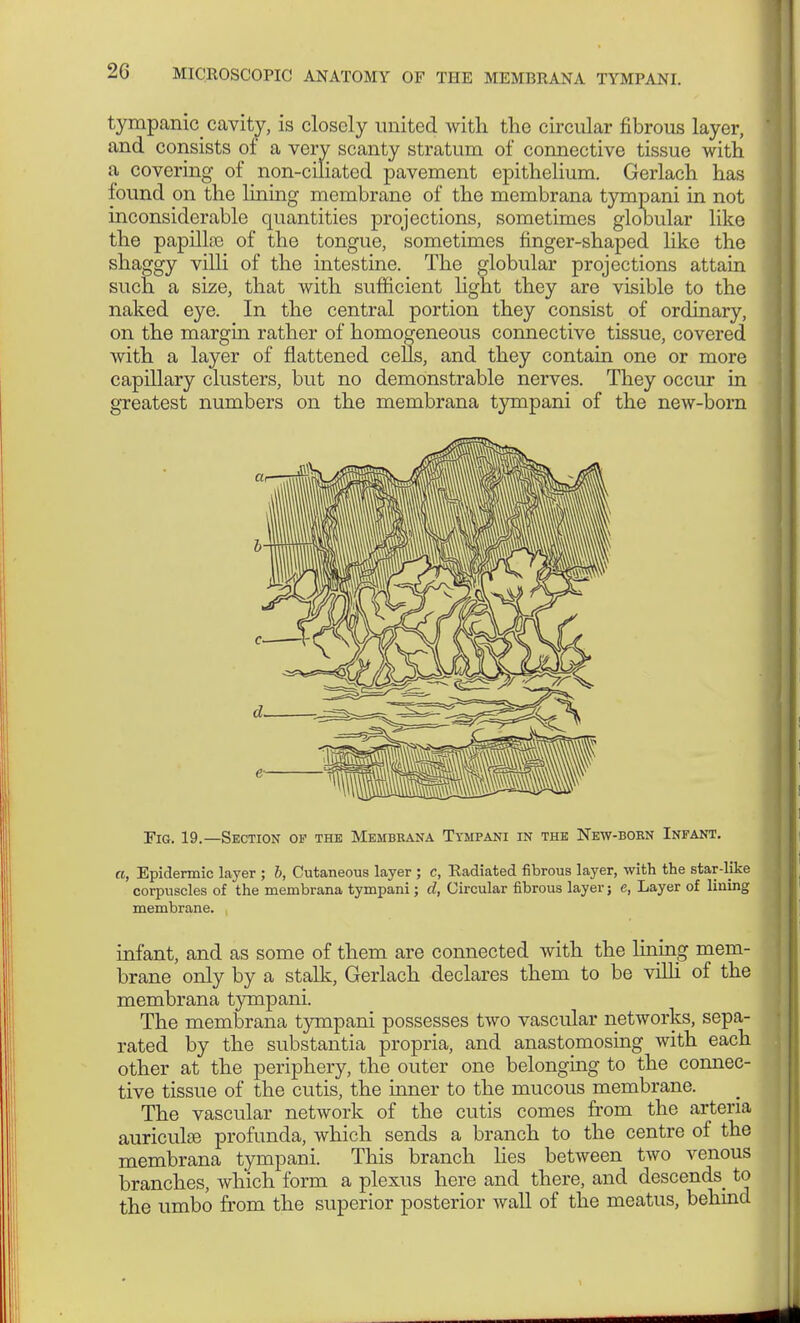 tympanic cavity, is closely united with the circular fibrous layer, and consists of a very scanty stratum of connective tissue with a covering of non-ciliated pavement epithelium. Gerlach has found on the lining membrane of the membrana tympani in not inconsiderable quantities projections, sometimes globular like the papillae of the tongue, sometimes finger-shaped like the shaggy villi of the intestine. The globular projections attain such a size, that with sufficient light they are visible to the naked eye. In the central portion they consist of ordinary, on the margin rather of homogeneous connective tissue, covered with a layer of flattened cells, and they contain one or more capillary clusters, but no demonstrable nerves. They occur in greatest numbers on the membrana tympani of the new-born Fig. 19.—Section of the Membrana Tympani in the New-born Infant. a, Epidermic layer ; b, Cutaneous layer ; c, Radiated fibrous layer, with the star-like corpuscles of the membrana tympani; d, Circular fibrous layer; e, Layer of lining membrane. infant, and as some of them are connected with the lming mem- brane only by a stalk, Gerlach declares them to be villi of the membrana tympani. The membrana tympani possesses two vascular networks, sepa- rated by the substantia propria, and anastomosing with each other at the periphery, the outer one belonging to the connec- tive tissue of the cutis, the inner to the mucous membrane. The vascular network of the cutis comes from the arteria auriculae profunda, which sends a branch to the centre of the membrana tympani. This branch lies between two venous branches, which form a plexus here and there, and descends to the umbo from the superior posterior wall of the meatus, behind