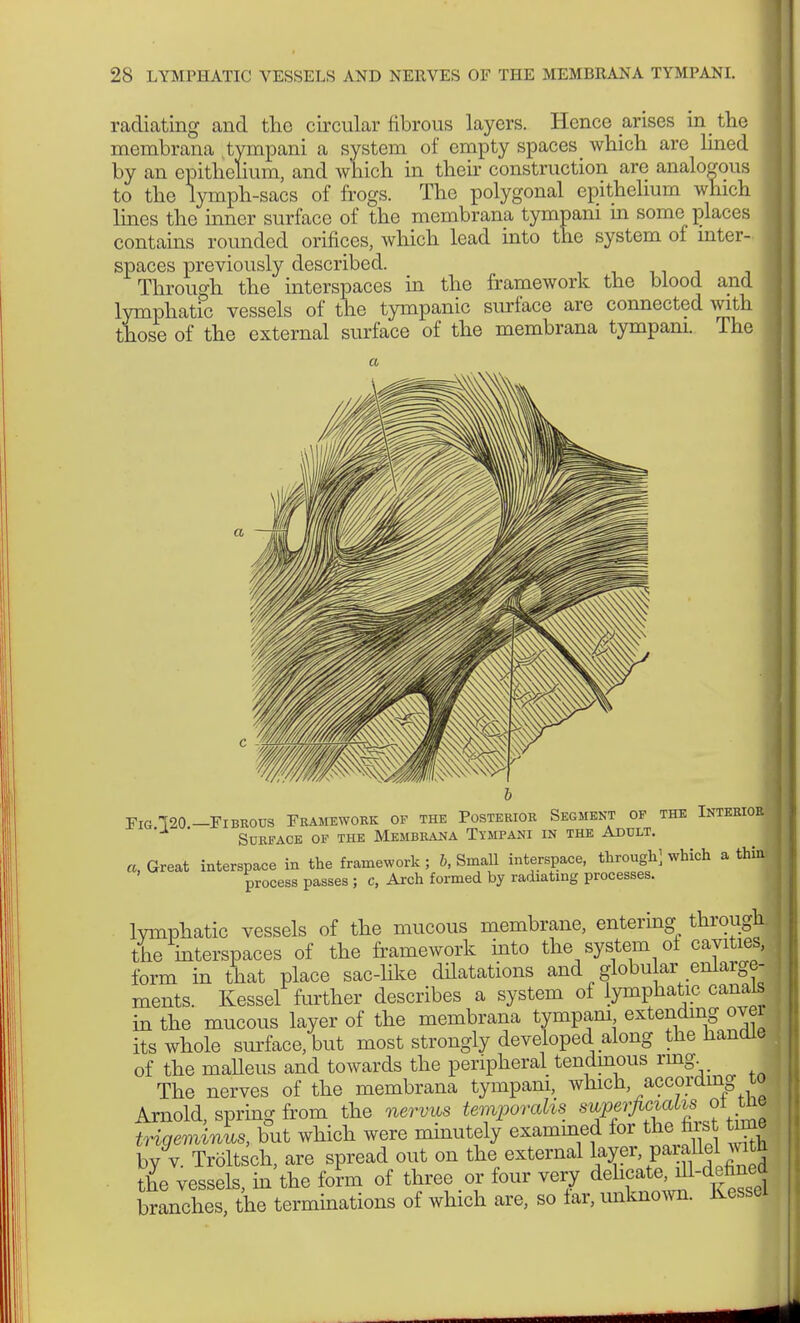 radiating and the circular fibrous layers. Hence arises in the membrana tyrnpani a system of empty spaces which are lined by an epithelium, and which in their construction are analogous to the lymph-sacs of frogs. The polygonal epithelium which lines the inner surface of the membrana tympani m some places contains rounded orifices, which lead into the system of inter- spaces previously described. Through the interspaces in the framework the blood and lymphatic vessels of the tympanic surface are connected with those of the external surface of the membrana tyrnpani. The Fig 120—Fibrous Framework of the Posterior Segment of the Interior ' Surface of the Membrana Tympani in the Adult. a, Great interspace in the framework ; b, Small interspace, through] which a thin, process passes ; c, Arch formed by radiating processes. lvmphatic vessels of the mucous membrane, entering through, the interspaces of the framework into the system of cavities, form in that place sac-like dilatations and globular enlarge- ments. Kessel further describes a system of lymphatic canals in the mucous layer of the membrana tympani extending over its whole surface, but most strongly developed along the handle of the malleus and towards the peripheral tendinous ring. The nerves of the membrana tympani, which, according to Arnold, spring from the nervus temporalis superficialis ot tne trigeminus, but which were minutely examined for the firs tame by v. Tröltsch, are spread out on the external layer, P*^1 ™* the vessels, in the form of three or four very delicate, ^fined branches, the terminations of which are, so far, unknown. Kessel