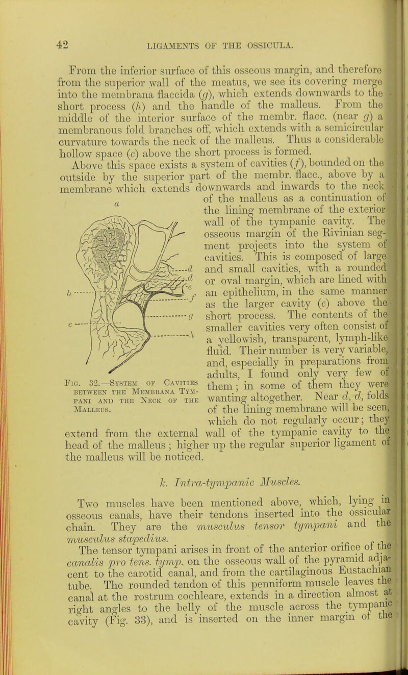 From the inferior surface of this osseous margin, and therefore from the superior wall of the meatus, we see its covering merge into the membrana flaccida (a), which extends downwards to the short process (A) and the handle of the malleus. From the middle of the interior surface of the membr. flacc. (near g) a membranous fold branches off, which extends with a semicircula* curvature towards the neck of the malleus. Thus a considerable hollow space (c) above the short process is formed. Above this space exists a system of cavities (/), bounded on thi outside by the superior part of the membr. flacc, above by a membrane which extends downwards and inwards to thc_ neck of the malleus as a continuation o the lining membrane of the exterior! wall of the tympanic cavity. The i osseous margin of the Rivinian segM ment projects into the system om cavities. This is composed of large ' and small cavities, with a rounded or oval margin, which are lined withl an epithelium, in the same mannerl as the larger cavity (e) above the- short process. The contents of the smaller cavities very often consist off a yellowish, transparent, lymph-like fluid. Then- number is very variable, i and, especially hi preparations fronfl adults, I found only very few of them ; in some of them they were wanting altogether. Near d, d, folds of the lining membrane will be seen, Avhich do not regularly occur; they extend from the external wall of the tympanic cavity to tin; head of the malleus ; higher up the regular superior ligament of the malleus will be noticed. Fig. 32.—System of Cavities BETWEEN THE MEMBRANA Ty.M- pani and the neck. of the Malleus. /,;. Intra-tyrnpcmic Muscles. Two muscles have been mentioned above,_ which, lymg in osseous canals, have their tendons inserted into the ossicular chain. They are the muscidus tensor tympani and the musculus stapedius. t . The tensor tympani arises in front of the anterior orifice of the canalis pro tens. tymp. on the osseous wall of the pyramid adja- cent to the carotid canal, and from the cartilaginous Eustachian tube. The rounded tendon of this penniform muscle leaves tlie canal at the rostrum cochleare, extends in a direction almost at rioht angles to the belly; of the muscle across the tympanic cavity (Fig. 33), and is inserted on the inner margin of tmfl