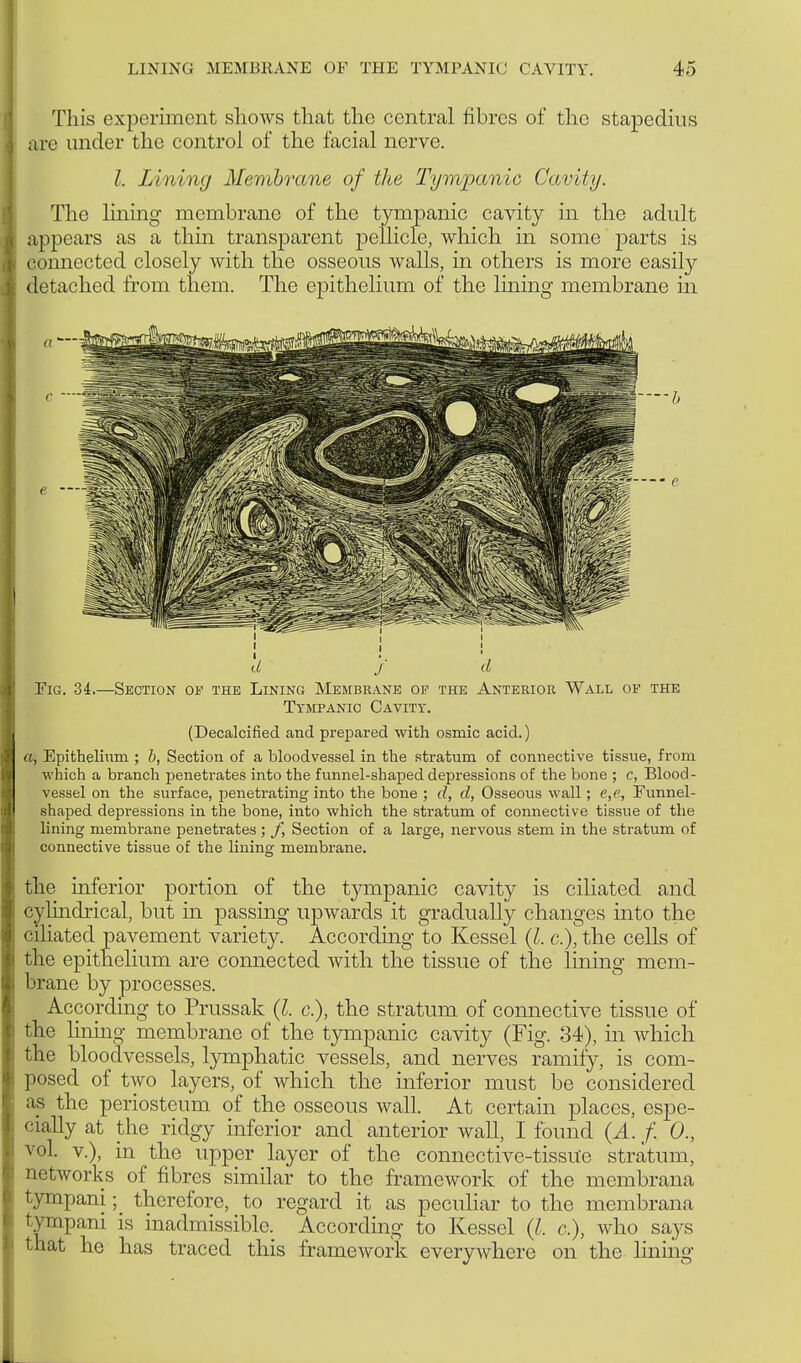 This experiment shows that the central fibres of the stapedius are under the control of the facial nerve. I. Lining Membrane of the Tympanic Cavity. The lining membrane of the tympanic cavity in the adult appears as a thin transparent pellicle, which in some parts is connected closely with the osseous walls, in others is more easihy detacheel from them. The epithelium of the lining membrane in Fig. 34.—Section of the Lining Membrane op the Anterior Wall of the Tympanic Cavity. (Decalcified and prepared with osmic acid.) «, Epithelium ; b, Section of a bloodvessel in the stratum of connective tissue, from which a branch penetrates into the funnel-shaped depressions of the bone ; c, Blood- vessel on the surface, penetrating into the bone ; d, d, Osseous wall; e,e, Eunnel- shaped depressions in the bone, into which the stratum of connective tissue of the lining membrane penetrates ; /, Section of a large, nervous stem in the stratum of connective tissue of the lining membrane. the inferior portion of the tympanic cavity is ciliated and cylindrical, but in passing upwards it gradually changes into the ciliated pavement variety. According to Kessel (I. c), the cells of the epithelium are connected with the tissue of the lining mem- brane by processes. According to Prussak (I. c), the stratum of connective tissue of the lining membrane of the tympanic cavity (Fig. 34), in which the bloodvessels, lymphatic vessels, and nerves ramify, is com- posed of two layers, of which the inferior must be considered as the periosteum of the osseous wall. At certain places, espe- cially at the ridgy inferior and anterior wall, I found (A. f. 0., vol. v.), in the upper layer of the connective-tissue stratum, networks of fibres similar to the framework of the membrana tympani; therefore, to regard it as peculiar to the membrana tympani is inadmissible. According to Kessel (I. <?.), who says that he has traced this frame work everywhere on the lining