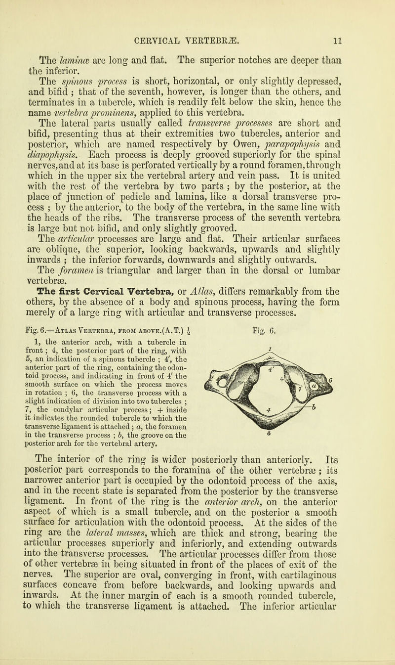 The laminae are long and flat. The superior notches are deeper than the inferior. The spinous process is short, horizontal, or only slightly depressed, and bifid ; that of the seventh, however, is longer than the others, and terminates in a tubercle, which is readily felt below the skin, hence the name vertebra prominens, applied to this vertebra. The lateral parts usually called transverse processes are short and bifid, presenting thus at their extremities two tubercles, anterior and posterior, which are named respectively by Owen, pcirapophysis and diapophysis. Each process is deeply grooved superiorly for the spinal nerves, and at its base is perforated vertically by a round foramen, through which in the upper six the vertebral artery and vein pass. It is united with the rest of the vertebra by two parts ; by the posterior, at the place of junction of pedicle and lamina, like a dorsal transverse pro¬ cess ; by the anterior, to the body of the vertebra, in the same line with the heads of the ribs. The transverse process of the seventh vertebra is large but not bifid, and only slightly grooved. The articular processes are large and flat. Their articular surfaces are oblique, the superior, looking backwards, upwards and slightly inwards ; the inferior forwards, downwards and slightly outwards. The foramen is triangular and larger than in the dorsal or lumbar vertebra?. The first Cervical Vertebra, or Atlas, differs remarkably from the others, by the absence of a body and spinous process, having the form merely of a large ring with articular and transverse processes. Fig. 6.—Atlas Vertebra, from above.(A.T.) \ 1, the anterior arch, with a tubercle in front; 4, the posterior part of the ring, with 5, an indication of a spinous tubercle ; 4t, the anterior part of the ring, containing the odon¬ toid process, and indicating in front of 4' the smooth surface on which the process moves in rotation ; 6, the transverse process with a slight indication of division into two tubercles ; 7, the condylar articular process; + inside it indicates the rounded tubercle to which the transverse ligament is attached ; a, the foramen in the transverse process ; b, the groove on the posterior arch for the vertebral artery. The interior of the ring is wider posteriorly than anteriorly. Its posterior part corresponds to the foramina of the other vertebra?; its narrower anterior part is occupied by the odontoid process of the axis, and in the recent state is separated from the posterior by the transverse ligament. In front of the ring is the anterior arch, on the anterior aspect of which is a small tubercle, and on the posterior a smooth surface for articulation with the odontoid process. At the sides of the ring are the lateral masses, which are thick and strong, bearing the articular processes superiorly and interiorly, and extending outwards into the transverse processes. The articular processes differ from those of other vertebras in being situated in front of the places of exit of the nerves. The superior are oval, converging in front, with cartilaginous surfaces concave from before backwards, and looking upwards and inwards. At the inner margin of each is a smooth rounded tubercle, to which the transverse ligament is attached. The inferior articular Fig. 6. i 6