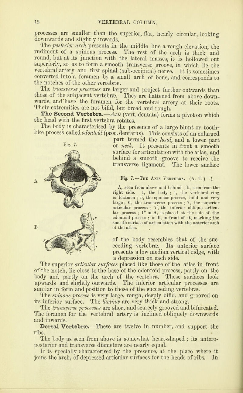 processes are smaller than the superior, flat, nearly circular, looking1 downwards and slightly inwards. The 'posterior arch presents in the middle line a rough elevation, the rudiment of a spinous process. The rest of the arch is thick and round, but at its junction with the lateral masses, it is hollowed out superiorly, so as to form a smooth transverse groove, in which lie the vertebral artery and first spinal (sub-occipital) nerve. It is sometimes converted into a foramen by a small arch of bone, and corresponds to the notches of the other vertebras. The transverse processes are larger and project further outwards than those of the subjacent vertebras. They are flattened from above down¬ wards, and'have the foramen for the vertebral artery at their roots. Their extremities are not bifid, but broad and rough. The Second Vertebra.—Axis (vert, dentata) forms a pivot on which the head with the first vertebra rotates. The body is characterised by the presence of a large blunt or tooth¬ like process called odontoid (proc. dentatus). This consists of an enlarged part termed the head, and a lower part or neck. It presents in front a smooth surface for articulation with the atlas, and behind a smooth groove to receive the transverse ligament. The lower surface Fig. 7.—The Axis Vertebra. (A. T.) i A, seen from above and behind ; B, seen from the right side. 1, the body ; 4, the vertebral ring or foramen ; 5, the spinous process, bifid and very large ; 6, the transverse process ; 7, the superior articular process ; 7', the inferior oblique articu¬ lar process ; 1* in A, is placed at the side of the odontoid process ; in B, in front of it, marking the smooth surface of articulation with the anterior arch of the atlas. of the body resembles that of the suc¬ ceeding vertebrae. Its anterior surface presents a low median vertical ridge, with a depression on each side. The superior articular surfaces placed like those of the atlas in front of the notch, lie close to the base of the odontoid process, partly on the body and partly on the arch of the vertebra. These surfaces look upwards and slightly outwards. The inferior articular processes are similar in form and position to those of the succeeding vertebrae. The spinous process is very large, rough, deeply bifid, and grooved on its inferior surface. The laminae are very thick and strong. The transverse processes are short and scarcely grooved and bifurcated. The foramen for the vertebral artery is inclined obliquely downwards and inwards. ribs. The body as seen from above is somewhat heart-shaped ; its antero¬ posterior and transverse diameters are nearly equal. It is specially characterised by the presence, at the place where it joins the arch, of depressed articular surfaces for the heads of ribs. In Fig. 7.