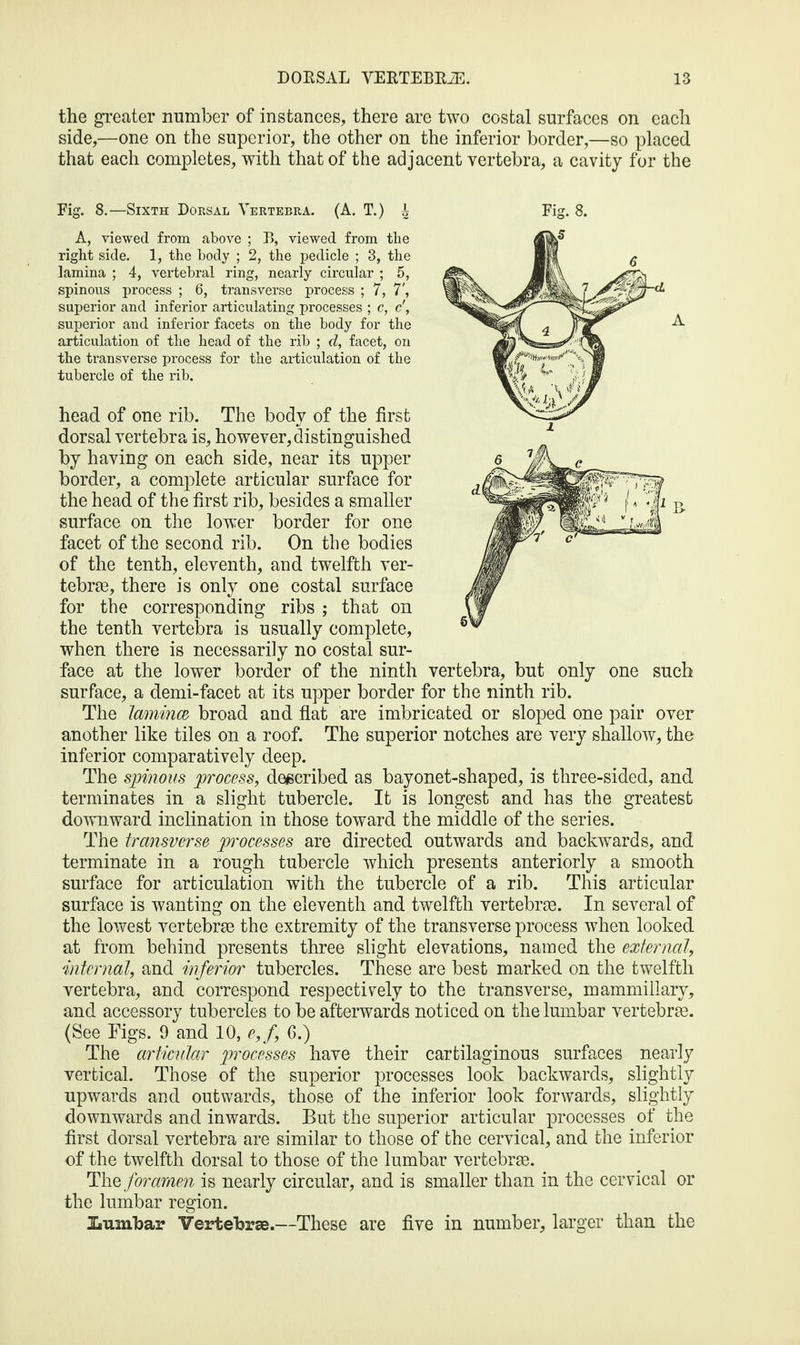 the greater number of instances, there are two costal surfaces on each side,—one on the superior, the other on the inferior border,—so placed that each completes, with that of the adjacent vertebra, a cavity for the A, viewed from above ; B, viewed from the right side. 1, the body ; 2, the pedicle ; 3, the lamina ; 4, vertebral ring, nearly circular ; 5, spinous process ; 6, transverse process ; 7, 7', superior and inferior articulating processes ; c, c', superior and inferior facets on the body for the articulation of the head of the rib ; d, facet, on tubercle of the rib. head of one rib. The body of the first dorsal vertebra is, however, distinguished by having on each side, near its upper border, a complete articular surface for the head of the first rib, besides a smaller surface on the lower border for one facet of the second rib. On the bodies of the tenth, eleventh, and twelfth ver¬ tebras, there is only one costal surface for the corresponding ribs ; that on the tenth vertebra is usually complete, when there is necessarily no costal sur¬ face at the lower border of the ninth vertebra, but only one such surface, a demi-facet at its upper border for the ninth rib. The lamince broad and flat are imbricated or sloped one pair over another like tiles on a roof. The superior notches are very shallow, the inferior comparatively deep. The spinous process, described as bayonet-shaped, is three-sided, and terminates in a slight tubercle. It is longest and has the greatest downward inclination in those toward the middle of the series. The transverse pi'ocesses are directed outwards and backwards, and terminate in a rough tubercle which presents anteriorly a smooth surface for articulation with the tubercle of a rib. This articular surface is wanting on the eleventh and twelfth vertebrae. In several of the lowest vertebrae the extremity of the transverse process when looked at from behind presents three slight elevations, named the external, internal, and inferior tubercles. These are best marked on the twelfth vertebra, and correspond respectively to the transverse, mammillary, and accessory tubercles to be afterwards noticed on the lumbar vertebrae. (See Figs. 9 and 10, e,f, 6.) The articular processes have their cartilaginous surfaces nearly vertical. Those of the superior processes look backwards, slightly upwards and outwards, those of the inferior look forwards, slightly downwards and inwards. But the superior articular processes of the first dorsal vertebra are similar to those of the cervical, and the inferior of the twelfth dorsal to those of the lumbar vertebrae. The foramen is nearly circular, and is smaller than in the cervical or the lumbar region. Xsumbar Vertebrae.—These are five in number, larger than the