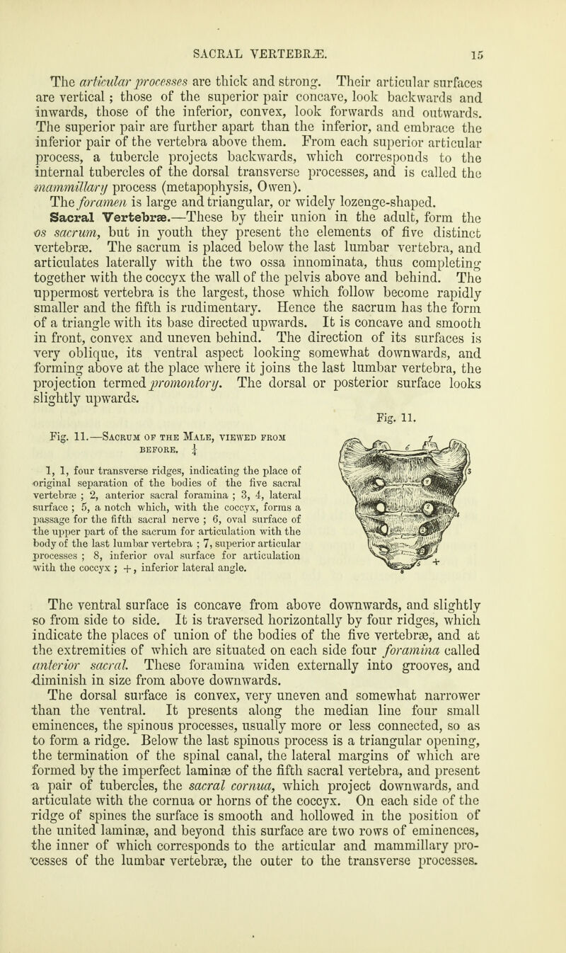 The articular processes are thick and strong. Their articular surfaces are vertical; those of the superior pair concave, look backwards and inwards, those of the inferior, convex, look forwards and outwards. The superior pair are further apart than the inferior, and embrace the inferior pair of the vertebra above them. From each superior articular process, a tubercle projects backwards, which corresponds to the internal tubercles of the dorsal transverse processes, and is called the mammillary process (metapophysis, Owen). The foramen is large and triangular, or widely lozenge-shaped. Sacral Vertebrae.—These by their union in the adult, form the os sacrum, but in youth they present the elements of five distinct vertebrae. The sacrum is placed below the last lumbar vertebra, and articulates laterally with the two ossa innominata, thus completing together with the coccyx the wall of the pelvis above and behind. The uppermost vertebra is the largest, those which follow become rapidly smaller and the fifth is rudimentary. Hence the sacrum has the form of a triangle with its base directed upwards. It is concave and smooth in front, convex and uneven behind. The direction of its surfaces is very oblique, its ventral aspect looking somewhat downwards, and forming above at the place where it joins the last lumbar vertebra, the projection termed promontory. The dorsal or posterior surface looks slightly upwards. Pig. 11.—Sacrum of the Male, viewed from BEFORE. £ 1,1, four transverse ridges, indicating tlie place of original separation of the bodies of the five sacral vertebrae ; 2, anterior sacral foramina ; 3, 4, lateral surface ; 5, a notch which, with the coccyx, forms a passage for the fifth sacral nerve ; 6, oval surface of the upper part of the sacrum for articulation with the body of the last lumbar vertebra ; 7, superior articular processes ; 8, inferior oval surface for articulation with the coccyx ; +, inferior lateral angle. Fig. 11. The ventral surface is concave from above downwards, and slightly so from side to side. It is traversed horizontally by four ridges, which indicate the places of union of the bodies of the five vertebras, and at the extremities of which are situated on each side four foramina called anterior sacral These foramina widen externally into grooves, and diminish in size from above downwards. The dorsal surface is convex, very uneven and somewhat narrower than the ventral. It presents along the median line four small eminences, the spinous processes, usually more or less connected, so as to form a ridge. Below the last spinous process is a triangular opening, the termination of the spinal canal, the lateral margins of which are formed by the imperfect laminae of the fifth sacral vertebra, and present ■a pair of tubercles, the sacral cornua, which project downwards, and articulate with the cornua or horns of the coccyx. On each side of the ridge of spines the surface is smooth and hollowed in the position of the united laminae, and beyond this surface are two rows of eminences, the inner of which corresponds to the articular and mammillary pro¬ cesses of the lumbar vertebrae, the outer to the transverse processes.