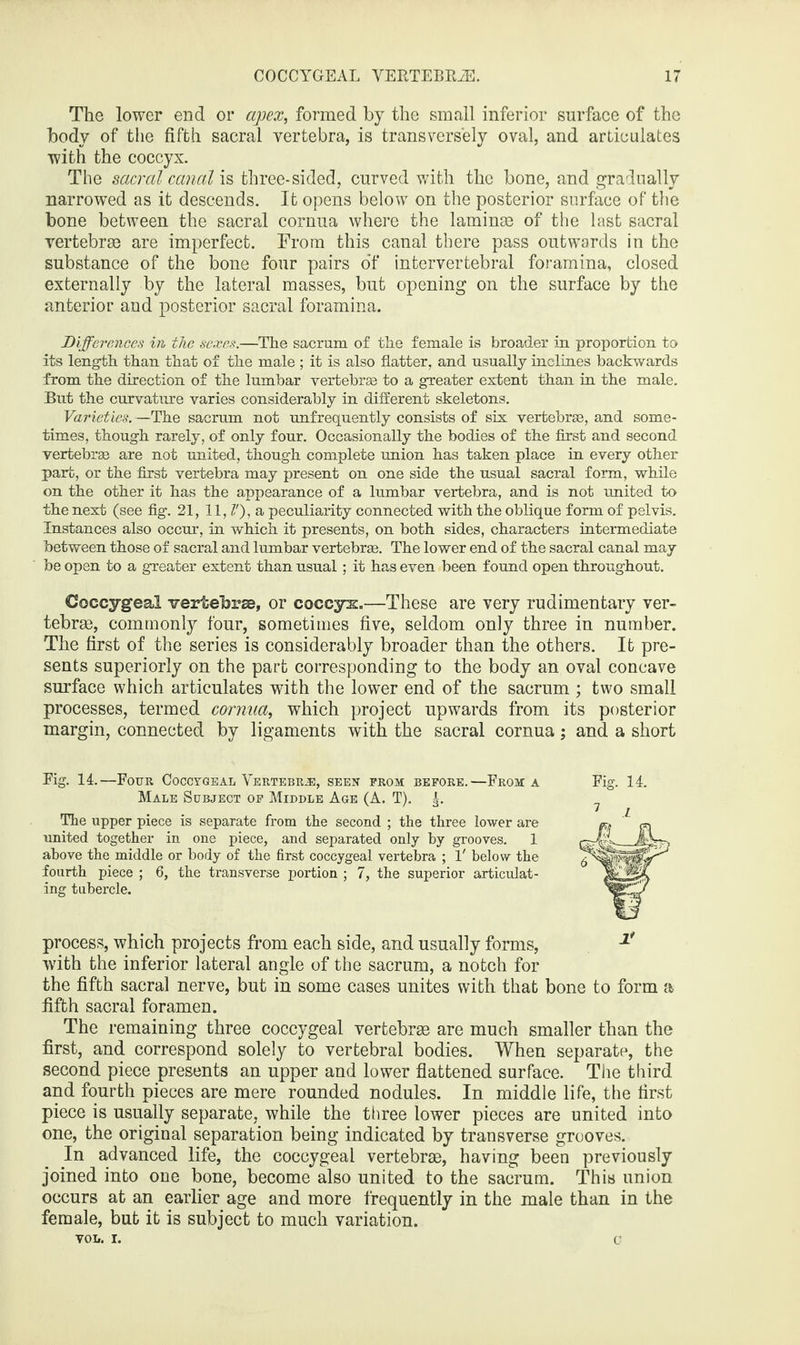 The lower end or apex, formed by the small inferior surface of the body of the fifth sacral vertebra, is transversely oval, and articulates with the coccyx. The sacral canal is three-sided, curved with the bone, and gradually narrowed as it descends. It opens below on the posterior surface of the bone between the sacral cornua where the laminas of the last sacral vertebrae are imperfect. From this canal there pass outwards in the substance of the bone four pairs of intervertebral foramina, closed externally by the lateral masses, but opening on the surface by the anterior and posterior sacral foramina. Differences in the sexes.—The sacrum of the female is broader in proportion to its length than that of the male ; it is also flatter, and usually inclines backwards from the direction of the lumbar vertebrae to a greater extent than in the male. But the curvature varies considerably in different skeletons. Varieties. —The sacrum not unfrequently consists of six vertebrae, and some¬ times, though rarely, of only four. Occasionally the bodies of the first and second vertebrae are not united, though complete union has taken place in every other part, or the first vertebra may present on one side the usual sacral form, while on the other it has the appearance of a lumbar vertebra, and is not united to the next (see fig. 21, 11, l'), a peculiarity connected with the oblique form of pelvis. Instances also occur, in which it presents, on both sides, characters intermediate between those of sacral and lumbar vertebras. The lower end of the sacral canal may be open to a greater extent than usual; it has even been found open throughout. Coccygeal vertebrae, or coccyx.—These are very rudimentary ver¬ tebras, commonly four, sometimes five, seldom only three in number. The first of the series is considerably broader than the others. It pre¬ sents superiorly on the part corresponding to the body an oval concave surface which articulates with the lower end of the sacrum ; two small processes, termed cornua, which project upwards from its posterior margin, connected by ligaments with the sacral cornua; and a short Fig. 14.—Four Coccygeal Vertebra, seek prom before.—From a Fig. 14. Male Subject op Middle Age (A. T). |. The upper piece is separate from the second ; the three lower are united together in one piece, and separated only by grooves. 1 above the middle or body of the first coccygeal vertebra ; 1' below the fourth piece ; 6, the transverse portion ; 7, the superior articulat¬ ing tubercle. process, which projects from each side, and usually forms, with the inferior lateral angle of the sacrum, a notch for the fifth sacral nerve, but in some cases unites with that bone to form a fifth sacral foramen. The remaining three coccygeal vertebrae are much smaller than the first, and correspond solely to vertebral bodies. When separate, the second piece presents an upper and lower flattened surface. The third and fourth pieces are mere rounded nodules. In middle life, the first piece is usually separate, while the three lower pieces are united into one, the original separation being indicated by transverse grooves. In advanced life, the coccygeal vertebras, having been previously joined into one bone, become also united to the sacrum. This union occurs at an earlier age and more frequently in the male than in the female, but it is subject to much variation. VOL. I. c