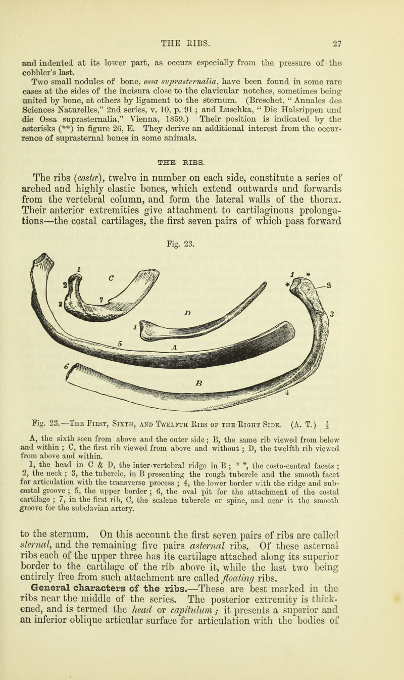 and indented at its lower part, as occurs especially from the pressure of the cobbler’s last. Two small nodules of bone, ossa suprasternalia, have been found in some rare cases at the sides of the incisura close to the clavicular notches, sometimes being- united by bone, at others by ligament to the sternum. (Breschet, “ Annales des Sciences Naturelles,” 2nd series, v. 10, p. 91 ; and Luschka, “ Die Halsrippen und die Ossa suprasternalia,” Vienna, 1859.) Their position is indicated by the asterisks (**) in figure 26, E. They derive an additional interest from the occur¬ rence of suprasternal bones in some animals. THE RIBS. The ribs [costa), twelve in number on each side, constitute a series of arched and highly elastic bones, which extend outwards and forwards from the vertebral column, and form the lateral walls of the thorax. Their anterior extremities give attachment to cartilaginous prolonga¬ tions—the costal cartilages, the first seven pairs of which pass forward Fig. 23. Fig. 23.—The Fikst, Sixth, and Twelfth Ribs of the Right Side. (A. T.) J A, the sixth seen from above and the outer side; B, the same rib viewed from below and within ; C, the first rib viewed from above and without ; D, the twelfth rib viewed from above and within. 1, the head in C & D, the inter-vertebral ridge in B ; * *, the costo-central facets ; 2, the neck ; 3, the tubercle, in B presenting the rough tubercle and the smooth facet for articulation with the transverse process ; 4, the lower border with the ridge and sub¬ costal groove ; 5, the upper border ; 6, the oval pit for the attachment of the costal cartilage ; 7, in the first rib, C, the scalene tubercle or spine, and near it the smooth groove for the subclavian artery. to the sternum. On this account the first seven pairs of ribs are called sternal, and the remaining five pairs asternal ribs. Of these asternal ribs each of the upper three has its cartilage attached along its superior border to the cartilage of the rib above it, while the last two being entirely free from such attachment are called floating ribs. General characters of the ribs.—These are best marked in the ribs near the middle of the series. The posterior extremity is thick¬ ened, and is termed the head or capitulum; it presents a superior and an inferior oblique articular surface for articulation with the bodies of