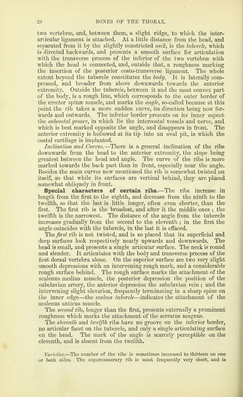 two vertebrae, and, between them, a slight ridge, to which the inter- articular ligament is attached. At a little distance from the head, and separated from it by the slightly constricted neck, is the tubercle, which is directed backwards, and presents a smooth surface for articulation, with the transverse process of the inferior of the two vertebrae with which the head is connected, and, outside that, a roughness marking the insertion of the posterior costo-transverse ligament. The whole extent beyond the tubercle constitutes the body. It is laterally com¬ pressed, and broader from above downwards towards the anterior extremity. Outside the tubercle, between it and the most convex part of the body, is a rough line, which corresponds to the outer border of the erector spinse muscle, and marks the angle, so-called because at this point the rib takes a more sudden curve, its direction being now for¬ wards and outwards. The inferior border presents on its inner aspect the subcostal groove, in which lie the intercostal vessels and nerve, and which is best marked opposite the angle, and disappears in front. The anterior extremity is hollowed at its tip into an oval pit, in which the costal cartilage is implanted. Inclination and Curves.—There is a general inclination of the ribs downwards from the head to the anterior extremity, the slope being greatest between the head and angle. The curve of the ribs is more marked towards the back part than in front, especially near the angle. Besides the main curves now mentioned the rib is somewhat twisted on itself, so that while its surfaces are vertical behind, they are placed somewhat obliquely in front. Special characters of certain ribs.—The ribs increase in length from the first to the eighth, and decrease from the ninth to the twelfth, so that the last is little longer, often even shorter, than the first. The first rib is the broadest, and after it the middle ones ; the twelfth is the narrowest. The distance of the angle from the tubercle increases gradually from the second to the eleventh ; in the first the angle coincides with the tubercle, in the last it is effaced. The first rib is not twisted, and is so placed that its superficial and deep surfaces look respectively nearly upwards and downwards. The head is small, and presents a single articular surface. The neck is round and slender. It articulates with the body and transverse process of the first dorsal vertebra alone. On the superior surface are two very slight smooth depressions with an intervening rough mark, and a considerable rough surface behind. The rough surface marks the attachment of the scalenus medius muscle, the posterior depression the position of the subclavian artery, the anterior depression the subclavian vein ; and the intervening slight elevation, frequently terminating in a sharp spine on the inner edge—the scalene tubercle—indicates the attachment of the scalenus anticus muscle. The second rib, longer than the first, presents externally a prominent roughness which marks the attachment of the serratus magnus. The eleventh and twelfth ribs have no groove on the inferior border, no articular facet on the tubercle, and only a single articulating surface on the head. The mark of the angle is scarcely perceptible on the eleventh, and is absent from the twelfth. Varieties.—The number of the ribs is sometimes increased to thirteen on one or both sides. The supernumerary rib is most frequently very short, and is