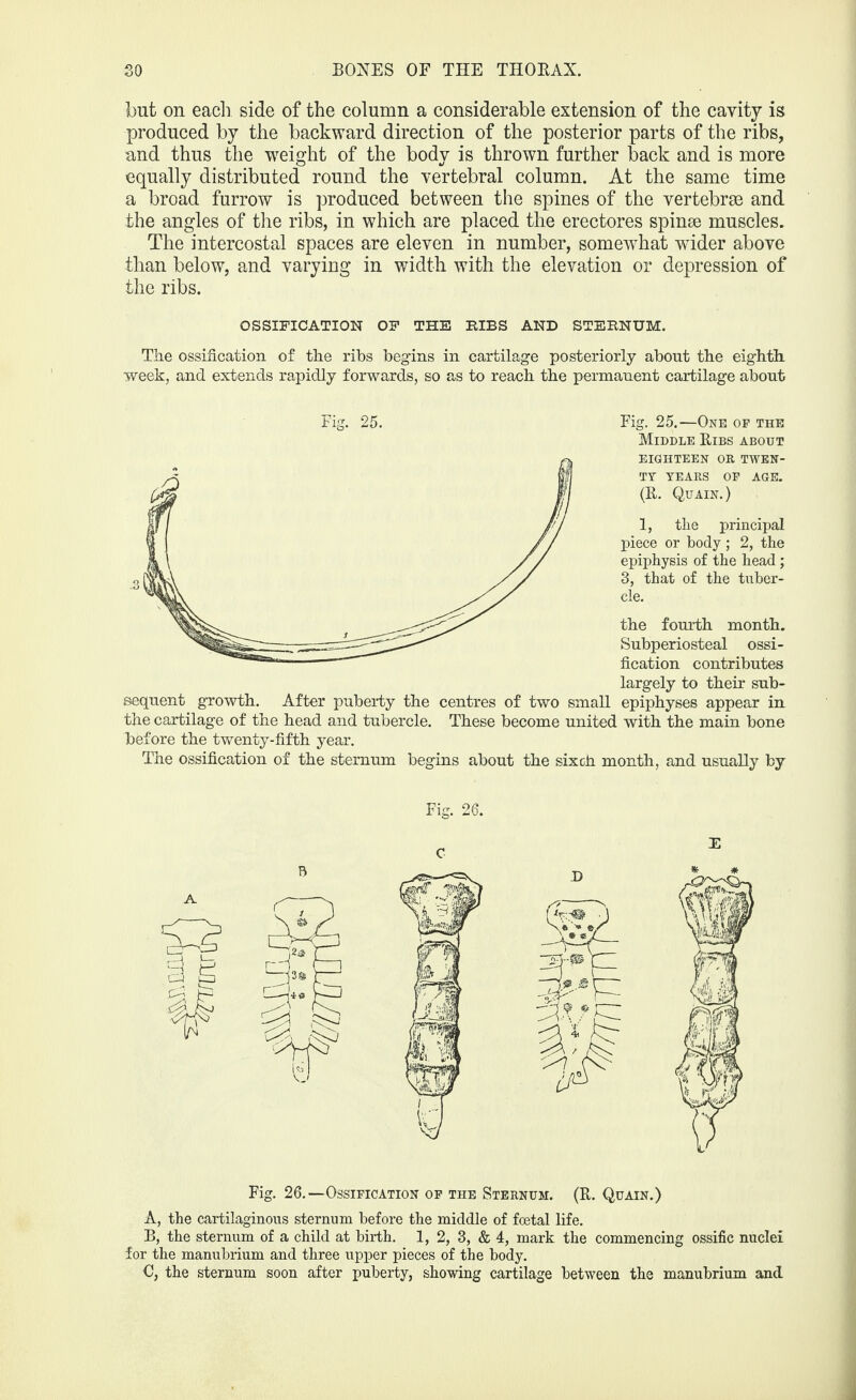 but on each side of the column a considerable extension of the cavity is produced by the backward direction of the posterior parts of the ribs, and thus the weight of the body is thrown further back and is more equally distributed round the vertebral column. At the same time a broad furrow is produced between the spines of the vertebrae and the angles of the ribs, in which are placed the erectores spinse muscles. The intercostal spaces are eleven in number, somewhat wider above than below, and varying in width with the elevation or depression of the ribs. OSSIFICATION OF THE BIBS AND STERNUM. The ossification of the ribs begins in cartilage posteriorly about the eighth week, and extends rapidly forwards, so as to reach the permanent cartilage about Fig. 25. Fig. 25.—One of the Middle Ribs about eighteen or twen¬ ty YEARS OF AGE. (R. Quain.) 1, the principal piece or body ; 2, the epiphysis of the head; 3, that of the tuber¬ cle. the fourth month. Subperiosteal ossi¬ fication contributes largely to their sub¬ sequent growth. After puberty the centres of two small epiphyses appear in the cartilage of the head and tubercle. These become united with the main bone before the twenty-fifth year. The ossification of the sternum begins about the sixoh month, and usually by R Fig. 26. Fig. 26.—Ossification of the Sternum. (R. Quain.) A, the cartilaginous sternum before the middle of foetal life. B, the sternum of a child at birth. 1, 2, 3, & 4, mark the commencing ossific nuclei for the manubrium and three upper pieces of the body. C, the sternum soon after puberty, showing cartilage between the manubrium and