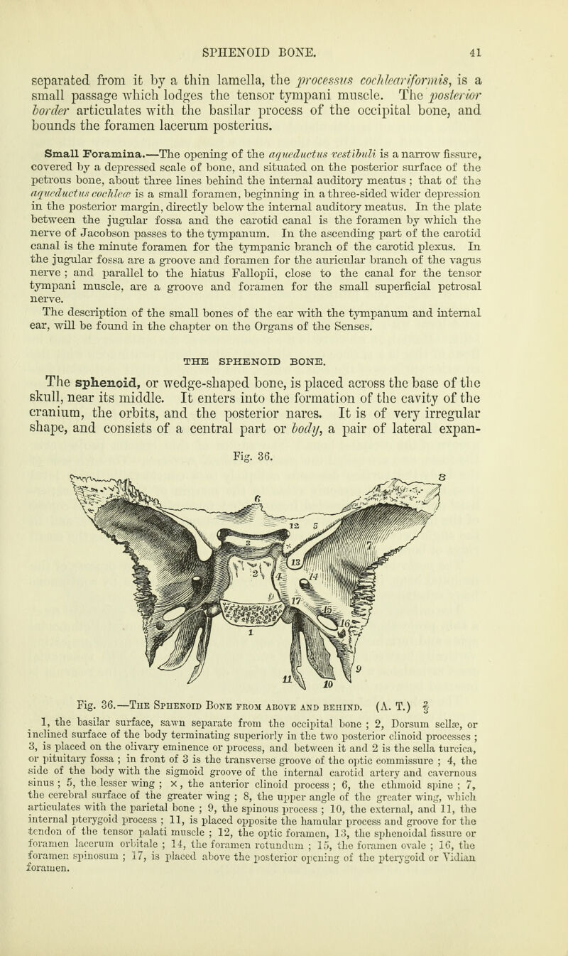 separated from it by a thin lamella, the processus cochlear iformis, is a small passage which lodges the tensor tympani muscle. The posterior border articulates with the basilar process of the occipital bone, and bounds the foramen lacerum posterius. Small Foramina.—Tlie opening1 * 3 of the aqueductus vcstibuli is a narrow fissure, covered by a depressed scale of bone, and situated on the posterior surface of the petrous bone, about three lines behind the internal auditory meatus ; that of the aqueductus cochlea! is a small foramen, beginning in a three-sided wider depression in the posterior margin, directly below the internal auditory meatus. In the plate between the jugular fossa and the carotid canal is the foramen by which the nerve of Jacobson passes to the tympanum. In the ascending part of the carotid canal is the minute foramen for the tympanic branch of the carotid plexus. In the jugular fossa are a groove and foramen for the auricular branch of the vagus nerve ; and parallel to the hiatus Fallopii, close to the canal for the tensor tympani muscle, are a groove and foramen for the small superficial petrosal nerve. The description of the small bones of the ear with the tympanum and internal ear, will be found in the chapter on the Organs of the Senses. THE SPHENOID BONE. The sphenoid, or wedge-shaped bone, is placed across the base of the skull, near its middle. It enters into the formation of the cavity of the cranium, the orbits, and the posterior nares. It is of very irregular shape, and consists of a central part or body, a pair of lateral expan- Fig. 36. Fig. 36.—The Sphenoid Bone prom above and behind. (A. T.) § 1, the basilar surface, sawn separate from the occipital bone ; 2, Dorsum sellas, or inclined surface of the body terminating superiorly in the two posterior ciinoid processes ; 3, is placed on the olivary eminence or process, and between it and 2 is the sella turcica, or pituitary fossa ; in front of 3 is the transverse groove of the optic commissure ; 4, the side of the body with the sigmoid groove of the internal carotid artery and cavernous sinus ; 5, the lesser wing ; x, the anterior ciinoid process ; 6, the ethmoid spine ; 7, the cerebral surface of the greater wing ; 8, the upper angle of the greater wing, which articulates with the parietal bone ; 9, the spinous process ; 10, the external, and 11, the internal pterygoid process ; 11, is placed opposite the hamular process and groove for the tendon of the tensor palati muscle ; 12, the optic foramen, 13, the sphenoidal fissure or foramen lacerum orbitale ; 14, the foramen rotundum ; 15, the foramen ovale ; 16, the foramen spinosum ; 17, is placed above the posterior opening of the pterygoid or Vidian foramen.