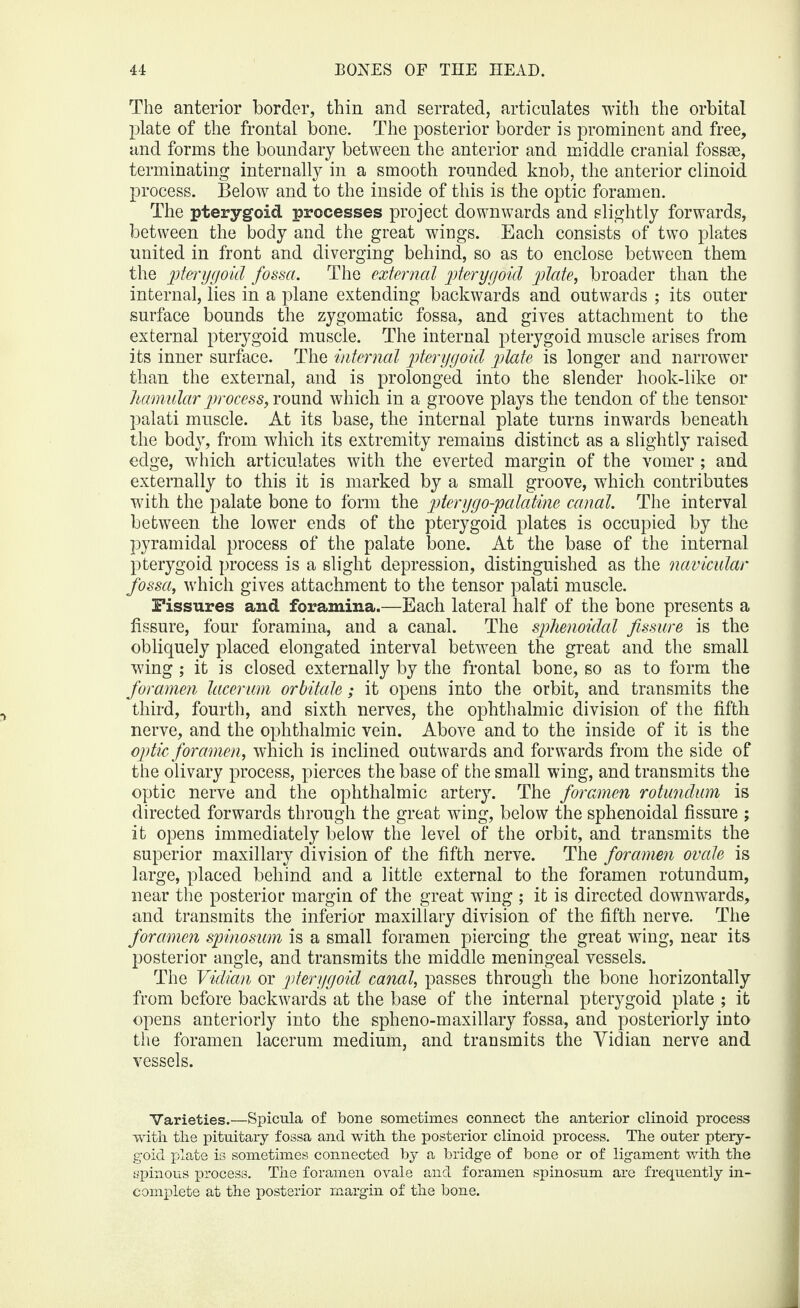 The anterior border, thin and serrated, articulates with the orbital plate of the frontal bone. The posterior border is prominent and free, and forms the boundary between the anterior and middle cranial fossae, terminating internally in a smooth rounded knob, the anterior clinoid process. Below and to the inside of this is the optic foramen. The pterygoid processes project downwards and slightly forwards, between the body and the great wings. Each consists of two plates united in front and diverging behind, so as to enclose between them the pterygoid fossa. The external pterygoid plate, broader than the internal, lies in a plane extending backwards and outwards ; its outer surface bounds the zygomatic fossa, and gives attachment to the external pterygoid muscle. The internal pterygoid muscle arises from its inner surface. The internal pterygoid plate is longer and narrower than the external, and is prolonged into the slender hook-like or hamular process, round which in a groove plays the tendon of the tensor palati muscle. At its base, the internal plate turns inwards beneath the body, from which its extremity remains distinct as a slightly raised edge, which articulates with the everted margin of the vomer ; and externally to this it is marked by a small groove, which contributes with the palate bone to form the pierygo-palatine canal. The interval between the lower ends of the pterygoid plates is occupied by the pyramidal process of the palate bone. At the base of the internal pterygoid process is a slight depression, distinguished as the navicular fossa, which gives attachment to the tensor palati muscle. Fissures and foramina.—Each lateral half of the bone presents a fissure, four foramina, and a canal. The sphenoidal fissure is the obliquely placed elongated interval between the great and the small wing ; it is closed externally by the frontal bone, so as to form the foramen lacerum or bitale; it opens into the orbit, and transmits the third, fourth, and sixth nerves, the ophthalmic division of the fifth nerve, and the ophthalmic vein. Above and to the inside of it is the optic foramen, which is inclined outwards and forwards from the side of the olivary process, pierces the base of the small wing, and transmits the optic nerve and the ophthalmic artery. The foramen rotundum is directed forwards through the great wing, below the sphenoidal fissure ; it opens immediately below the level of the orbit, and transmits the superior maxillary division of the fifth nerve. The foramen ovale is large, placed behind and a little external to the foramen rotundum, near the posterior margin of the great wing ; it is directed downwards, and transmits the inferior maxillary division of the fifth nerve. The foramen spinosum is a small foramen piercing the great wing, near its posterior angle, and transmits the middle meningeal vessels. The Vidian or pterygoid canal, passes through the bone horizontally from before backwards at the base of the internal pterygoid plate ; it opens anteriorly into the spheno-maxillary fossa, and posteriorly into the foramen lacerum medium, and transmits the Vidian nerve and vessels. Varieties.—Spicula of bone sometimes connect tbe anterior clinoid process with the pituitary fossa and with the posterior clinoid process. The outer ptery¬ goid plate is sometimes connected by a bridge of bone or of ligament with the spinous process. The foramen ovale and foramen spinosum are frequently in¬ complete at the posterior margin of the bone.