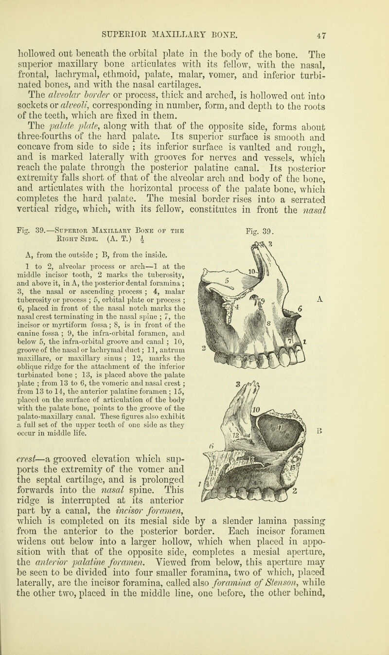 hollowed out beneath the orbital plate in the body of the bone. The superior maxillary bone articulates with its fellow, with the nasal, frontal, lachrymal, ethmoid, palate, malar, vomer, and inferior turbi¬ nated bones, and with the nasal cartilages. The alveolar border or process, thick and arched, is hollowed out into sockets or alveoli, corresponding in number, form, and depth to the roots of the teeth, which are fixed in them. The palate plate, along with that of the opposite side, forms about three-fourths of the hard palate. Its superior surface is smooth and concave from side to side ; its inferior surface is vaulted and rough, and is marked laterally with grooves for nerves and vessels, which reach the palate through the posterior palatine canal. Its posterior extremity falls short of that of the alveolar arch and body of the bone, and articulates with the horizontal process of the palate bone, which completes the hard palate. The mesial border rises into a serrated vertical ridge, which, with its fellow, constitutes in front the nasal Vis. 39.- -Superior Maxillary Bone of the Right Side. (A. T.) ^ A, from the outside ; B, from the inside. 1 to 2, alveolar process or arch—1 at the middle incisor tooth, 2 marks the tuberosity, and above it, in A, the posterior dental foramina ; 3, the nasal or ascending process ; 4, malar tuberosity or process ; 5, orbital plate or process ; 6, placed in front of the nasal notch marks the nasal crest terminating in the nasal spine ; 7, the incisor or myrtiform fossa; 8, is in front of the canine fossa ; 9, the infra-orbital foramen, and below 5, the infra-orbital groove and canal; 10, groove of the nasal or lachrymal duct; 11, antrum maxillare, or maxillary sinus ; 12, marks the •oblique ridge for the attachment of the inferior turbinated bone ; 13, is placed above the palate plate ; from 13 to 6, the vomeric and nasal crest; from 13 to 14, the anterior palatine foramen ; 15, placed on the surface of articulation of the body with the palate bone, points to the groove of the palato-maxillary canal. These figures also exhibit a full set of the upper teeth of one side as they occur in middle life. rrest—a grooved elevation which sup¬ ports the extremity of the vomer and the septal cartilage, and is prolonged forwards into the nasal spine. This ridge is interrupted at its anterior part by a canal, the incisor foramen, which is completed on its mesial side by a slender lamina passing from the anterior to the posterior border. Each incisor foramen widens out below into a larger hollow, which when placed in appo¬ sition with that of the opposite side, completes a mesial aperture, the anterior palatine foramen. Viewed from below, this aperture may be seen to be divided into four smaller foramina, two of which, placed laterally, are the incisor foramina, called also foramina of Stenson, while the other two, placed in the middle line, one before, the other behind,