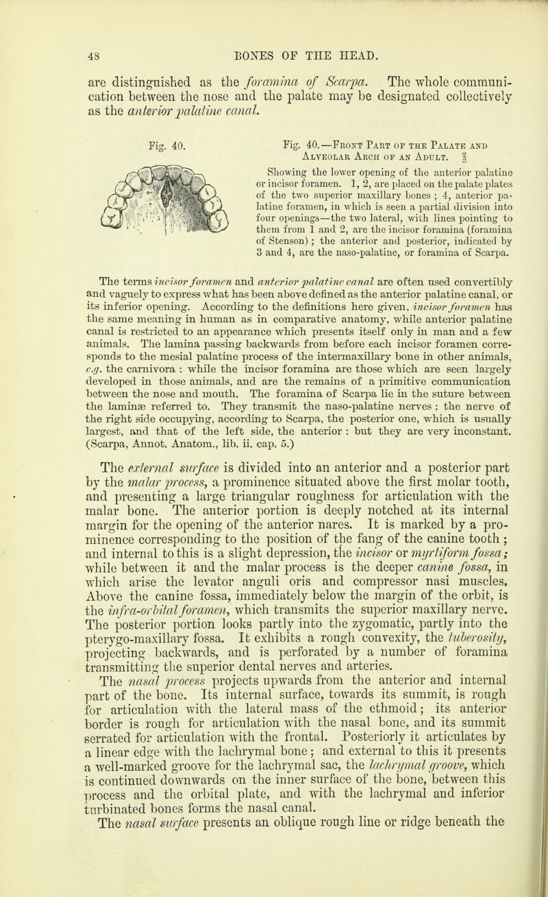 are distinguished as the foramina of Scarpa. The whole communi¬ cation between the nose and the palate may be designated collectively as the anterior palatine canal. Fig. 40. Fig. 40.—Front Part op the Palate and Alveolar Arch op an Adult. § Showing the lower opening of the anterior palatine or incisor foramen. 1, 2, are placed on the palate plates of the two superior maxillary bones ; 4, anterior pa¬ latine foramen, in which is seen a partial division into four openings—the two lateral, with lines pointing to them from 1 and 2, are the incisor foramina (foramina of Stenson); the anterior and posterior, indicated by 3 and 4, are the naso-palatine, or foramina of Scarpa. The terms incisor foramen and anterior palatine canal are often used convertibly and vaguely to express what has been above defined as the anterior palatine canal, or its inferior opening. According to the definitions here given, incisor foramen has the same meaning in human as in comparative anatomy, while anterior palatine canal is restricted to an appearance which presents itself only in man and a few animals. The lamina passing backwards from before each incisor foramen corre¬ sponds to the mesial palatine process of the intermaxillary bone in other animals, e.g. the carnivora : while the incisor foramina are those which are seen largely developed in those animals, and are the remains of a primitive communication between the nose and mouth. The foramina of Scarpa lie in the suture between the laminae referred to. They transmit the naso-palatine nerves ; the nerve of the right side occupying, according to Scarpa, the posterior one, which is usually largest, and that of the left side, the anterior : but they are very inconstant. (Scarpa, Annot. Anatom., lib. ii. cap. 5.) The external surface is divided into an anterior and a posterior part by the malar process, a prominence situated above the first molar tooth, and presenting a large triangular roughness for articulation with the malar bone. The anterior portion is deeply notched at its internal margin for the opening of the anterior nares. It is marked by a pro¬ minence corresponding to the position of the fang of the canine tooth ; and internal to this is a slight depression, the incisor or myrtiform fossa; while between it and the malar process is the deeper canine fossa, in which arise the levator anguli oris and compressor nasi muscles. Above the canine fossa, immediately below the margin of the orbit, is the infra-orbitalforamen, which transmits the superior maxillary nerve. The posterior portion looks partly into the zygomatic, partly into the pterygo-maxillary fossa. It exhibits a rough convexity, the tuberosity, projecting backwards, and is perforated by a number of foramina transmitting the superior dental nerves and arteries. The nasal process projects upwards from the anterior and internal part of the bone. Its internal surface, towards its summit, is rough for articulation with the lateral mass of the ethmoid; its anterior border is rough for articulation with the nasal bone, and its summit serrated for articulation with the frontal. Posteriorly it articulates by a linear edge with the lachrymal bone; and external to this it presents a well-marked groove for the lachrymal sac, the lachrymal yroove, which is continued downwards on the inner surface of the bone, between this process and the orbital plate, and with the lachrymal and inferior turbinated bones forms the nasal canal. The nasal surface presents an oblique rough line or ridge beneath the