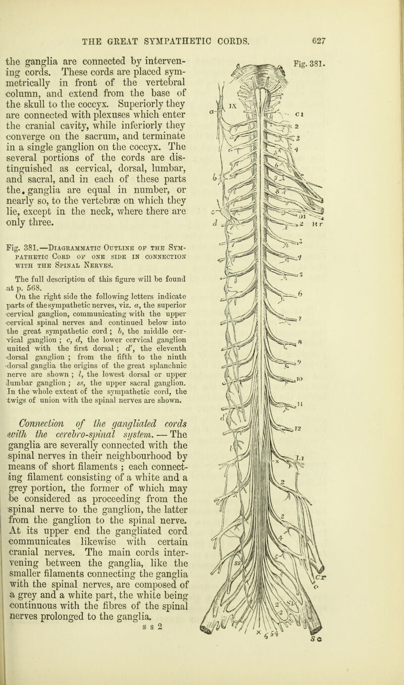 the ganglia are connected by interven¬ ing cords. These cords are placed sym¬ metrically in front of the vertebral column, and extend from the base of the skull to the coccyx. Superiorly they are connected with plexuses which enter the cranial cavity, while inferiorly they converge on the sacrum, and terminate in a single ganglion on the coccyx. The several portions of the cords are dis¬ tinguished as cervical, dorsal, lumbar, and sacral, and in each of these parts the * ganglia are equal in number, or nearly so, to the vertebrae on which they lie, except in the neck, where there are only three. Fig. 381.—Diagrammatic Outline of the Sym¬ pathetic Cord of one side in connection with the Spinal Nerves. The full description of this figure will he found -at p. 568. On the right side the following letters indicate parts of the sympathetic nerves, viz. a, the superior cervical ganglion, communicating with the upper •cervical spinal nerves and continued below into the great sympathetic cord; 5, the middle cer¬ vical ganglion ; c, d, the lower cervical ganglion united with the first dorsal ; d', the eleventh ‘dorsal ganglion ; from the fifth to the ninth ‘dorsal ganglia the origins of the great splanchnic nerve are shown ; Z, the lowest dorsal or upper lumbar ganglion; ss, the upper sacral ganglion. In the whole extent of the sympathetic cord, the twigs of union with the spinal nerves are shown. Connection of the gangliated cords with the cerebrospinal sgstein. — The ganglia are severally connected with the spinal nerves in their neighbourhood by means of short filaments ; each connect¬ ing filament consisting of a white and a grey portion, the former of which may lie considered as proceeding from the spinal nerve to the ganglion, the latter | from the ganglion to the spinal nerve. I At its upper end the gangliated cord j communicates likewise with certain cranial nerves. The main cords inter¬ vening between the ganglia, like the smaller filaments connecting the ganglia with the spinal nerves, are composed of | -a grey and a white part, the white being continuous with the fibres of the spinal I nerves prolonged to the ganglia. s s 2