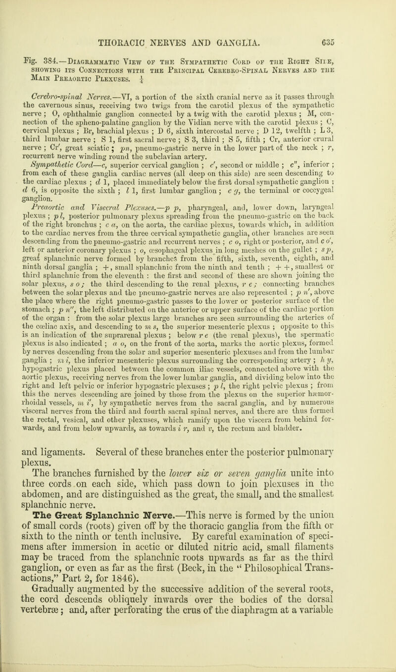 Pig. 384.—Diagrammatic View of the Sympathetic Cord of the Right She, showing its Connections with the Principal Cerebro-Spinal Nerves and the Main Preaortic Plexuses. £ Cerebrospinal Nerves.—VI, a portion of the sixth cranial nerve as it passes through the cavernous sinus, receiving two twigs from the carotid plexus of the sympathetic nerve ; 0, ophthalmic ganglion connected by a twig with the carotid plexus ; M, con¬ nection of the spheno-palatine ganglion by the Vidian nerve with the carotid plexus ; C, cervical plexus ; Br, brachial plexus ; D 6, sixth intercostal nerve ; D 12, twelfth ; L3, third lumbar nerve ; SI, first sacral nerve ; S 3, third ; S 5, fifth ; Cr, anterior crural nerve ; Cr', great sciatic ; pn, pneumo-gastric nerve in the lower part of the neck ; r, recurrent nerve winding round the subclavian artery. Sympathetic Cord—c, superior cervical ganglion ; c', second or middle ; c, inferior ; from each of these ganglia cardiac nerves (all deep on this side) are seen descending to the cardiac plexus ; d 1, placed immediately below the first dorsal sympathetic ganglion ; d 6, is opposite the sixth ; l 1, first lumbar ganglion; c fj, the terminal or coccygeal ganglion. Preaortic and Visceral Plexuses.—p p, pharyngeal, and, lower down, laryngeal plexus ; p l, posterior pulmonary plexus spreading from the pneumo-gastric on the back of the right bronchus ; c a, on the aorta, the cardiac plexus, towards which, in addition to the cardiac nerves from the three cervical sympathetic ganglia, other branches are seen descending from the pneumo-gastric and recurrent nerves ; c o, right or posterior, and c o', left or anterior coronary plexus ; o, oesophageal plexus in long meshes on the gullet; sp, grea^ splanchnic nerve formed by branches from the fifth, sixth, seventh, eighth, and ninth dorsal ganglia ; +, small splanchnic from the ninth and tenth ; + +, smallest or third splanchnic from the eleventh : the first and second of these are shown joining the solar plexus, so; the third descending to the renal plexus, r e; connecting branches between the solar plexus and the jmeumo-gastric nerves are also represented ; p n!, above the place where the right pneumo-gastric passes to the lower or posterior surface of the stomach ; p n, the left distributed on the anterior or upper surface of the cardiac portion of the organ : from the solar plexus large branches are seen surrounding the arteries of the coeliac axis, and descending to on s, the superior mesenteric plexus ; opposite to this is an indication of the suprarenal plexus ; below r e (the renal plexus), the spermatic plexus is also indicated ; a o, on the front of the aorta, marks the aortic plexus, formed by nerves descending from the solar and superior mesenteric plexuses and from the lumbar ganglia ; o.ii, the inferior mesenteric plexus surrounding the corresponding artery ; h y, hypogastric plexus placed between the common iliac vessels, connected above with the aortic plexus, receiving nerves from the lower lumbar ganglia, and dividing below into the right and left pelvic or inferior hypogastric plexuses ; p l, the right pelvic plexus ; from this the nerves descending are joined by those from the plexus on the superior hsemor- rhoidal vessels, on %, by sympathetic nerves from the sacral ganglia, and by numerous visceral nerves from the third and fourth sacral spinal nerves, and there are thus formed the rectal, vesical, and other plexuses, which ramify upon the viscera from behind for¬ wards, and from below upwards, as towards i and v, the rectum and bladder. and ligaments. Several of these branches enter the posterior pulmonary plexus. The branches furnished by the loiver six or seven ganglia unite into three cords on each side, which pass down to join plexuses in the abdomen, and are distinguished as the great, the small, and the smallest splanchnic nerve. The Great Splanchnic Nerve.—This nerve is formed by the union of small cords (roots) given off by the thoracic ganglia from the fifth or sixth to the ninth or tenth inclusive. By careful examination of speci¬ mens after immersion in acetic or diluted nitric acid, small filaments may be traced from the splanchnic roots upwards as far as the third ganglion, or even as far as the first (Beck, in the “ Philosophical Trans¬ actions,” Part 2, for 1846). Gradually augmented by the successive addition of the several roots, the cord descends obliquely inwards over the bodies of the dorsal vertebra; and, after perforating the crus of the diaphragm at a variable