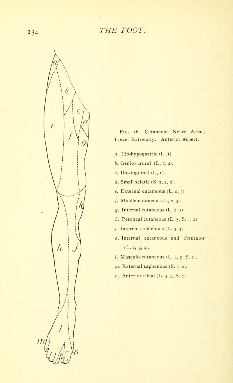 \ \ \ c i \ Id ■ \J Fig. i6.—Cutaneous Nerve Areas, Lower Extremity. Anterior Aspect. a. Ilio-hypogastric (L, i). b. Genito-crural (L, 1,2). c. Ilio-inguinal (L, 1). d. Small sciatic (S, i, 2, 3). e. External cutaneous (L, 2, 3). /. Middle cutaneous (L, 2, 3). g. Internal cutaneous (L, 2, 3). h. Peroneal cutaneous (L. 5, S. i, 2). j. Internal saphenous (L. 3, 4). k. Internal cutaneous and obturator (L. 2, 3,4). I. Musculo-cutaneous (L. 4, 5, S. i). m. External saphenous (S. i. 2).