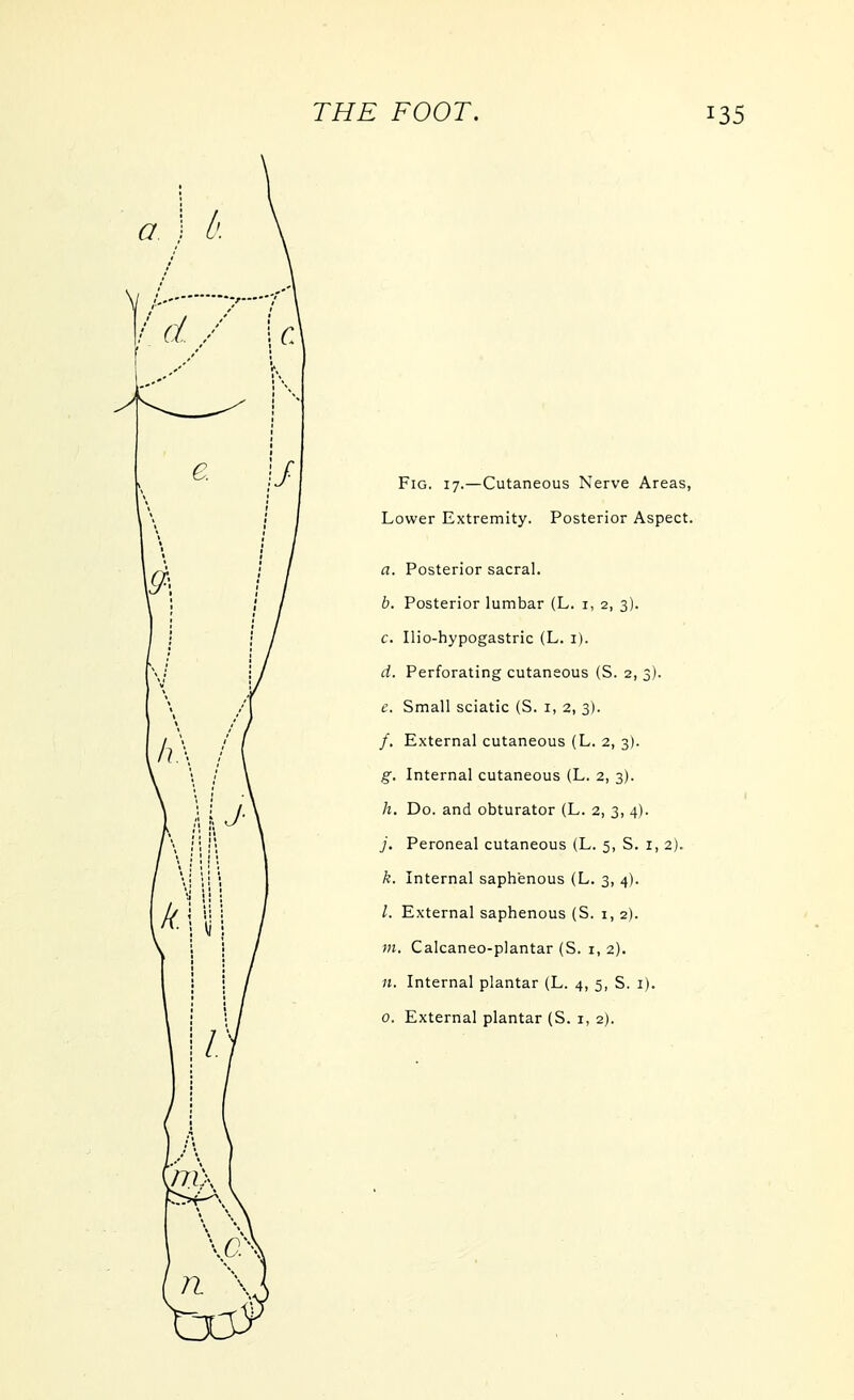 Fig. 17.—Cutaneous Nerve Areas, Lower Extremity. Posterior Aspect. a. Posterior sacral. b. Posterior lumbar (L. i, 2, 3). c. Ilio-hypogastric (L. i). d. Perforating cutaneous (S. 2, 3). e. Small sciatic (S. i, 2, 3). /. External cutaneous (L. 2, 3). g. Internal cutaneous (L. 2, 3). h. Do. and obturator (L. 2, 3, 4). j. Peroneal cutaneous (L. 5, S. i, 2). k. Internal saphenous (L. 3, 4). I. External saphenous (S. i, 2). m. Calcaneo-plantar (S. i, 2). n. Internal plantar (L. 4, 5, S. 1). 0. External plantar (S. i, 2).