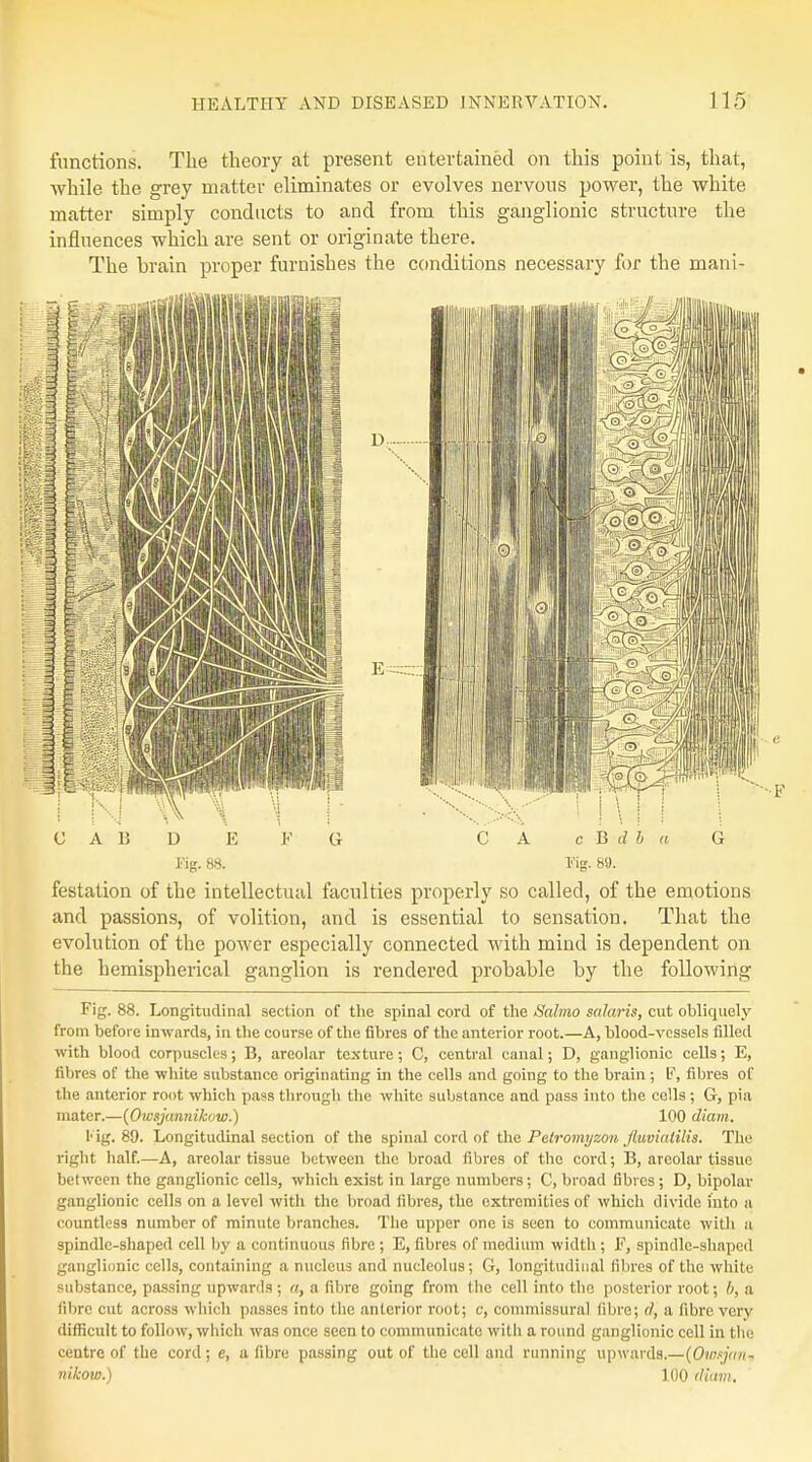 functions. The theory at present entertained on this point is, that, while the grey matter eliminates or evolves nervous power, the white matter simply conducts to and from this ganglionic structure the influences which are sent or originate there. The brain proper furnishes the conditions necessary for the mani- Eg. 88. Fig. 8». festalion of the intellectual faculties properly so called, of the emotions and passions, of volition, and is essential to sensation. That the evolution of the power especially connected with mind is dependent on the hemispherical ganglion is rendered probable by the following Fig. 88. Longitudinal section of the spinal cord of the Salmo salaris, cut obliquely from before inwards, in the course of the fibres of the anterior root.—A, blood-vessels filled with blood corpuscles; B, areolar texture; C, central canal; D, ganglionic cells; E, fibres of the white substance originating in the cells and going to the brain ; F, fibres of the anterior root which pass through the white substance and pass into the colls; G, pia mater.—(Owsjannikow.) 100 diam. 1 ig. 89. Longitudinal section of the spinal cord of the Petromyzon fiuviatilis. The right half.—A, areolar tissue between the broad fibres of the cord; B, areolar tissue between the ganglionic cells, which exist in large numbers; C, broad fibres ; D, bipolar ganglionic cells on a level with the broad fibres, the extremities of which divide into a countless number of minute branches. The upper one is seen to communicate with a spindle-shaped cell by a continuous fibre ; E, fibres of medium width ; F, spindle-shaped ganglionic cells, containing a nucleus and nucleolus; G, longitudinal fibres of the white substance, passing upwards ; a, a fibre going from the cell into the posterior root; b, a fibre cut across which passes into the anterior root; c, commissural fibre; d, a fibre very difficult to follow, which was once seen to communicate with a round ganglionic cell in the centre of the cord; e, a fibre passing out of the cell and running upwards.—(Owfjcmi nikow.) 100 diam.