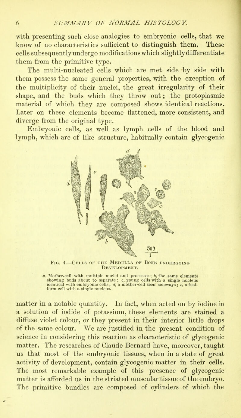 with presenting such close analogies to embryonic cells, that we know of no characteristics sufficient to distinguish them. These cells subsequently undergo modifications which slightly differentiate them from the primitive type. The multi-nucleated cells which are met side by side with them possess the same general properties, with the exception of the multiplicity of their nuclei, the great irregularity of their shape, and the buds which they throw out ; the protoplasmic material of which they are composed shows identical reactions. Later on these elements become flattened, more consistent, and diverge from the original type. Embryonic cells, as well as lymph cells of the blood and lymph, which are of like structure, habitually contain glycogenic Fig. 4.—Cells of the Medulla of Bone undergoing Development. o, Mother-cell with multiple nuclei and processes ; b, the same elements showing buds about to separate ; c, young cells with a single nucleus identical with embryonic cells ; d, a mother-cell seen sideways ; e, a fusi- form cell with a single nucleus. matter in a notable quantity. In fact, when acted on by iodine in a solution of iodide of potassium, these elements are stained a diffuse violet colour, or they present in their interior little drops of the same colour. We are justified in the present condition of science in considering this reaction as characteristic of glycogenic matter. The researches of Claude Bernard have, moreover, taught us that most of the embryonic tissues, when in a state of great activity of development, contain glycogenic matter in their cells. The most remarkable example of this presence of glycogenic matter is afforded us in the striated muscular tissue of the embryo. The primitive bundles are composed of cylinders of which the