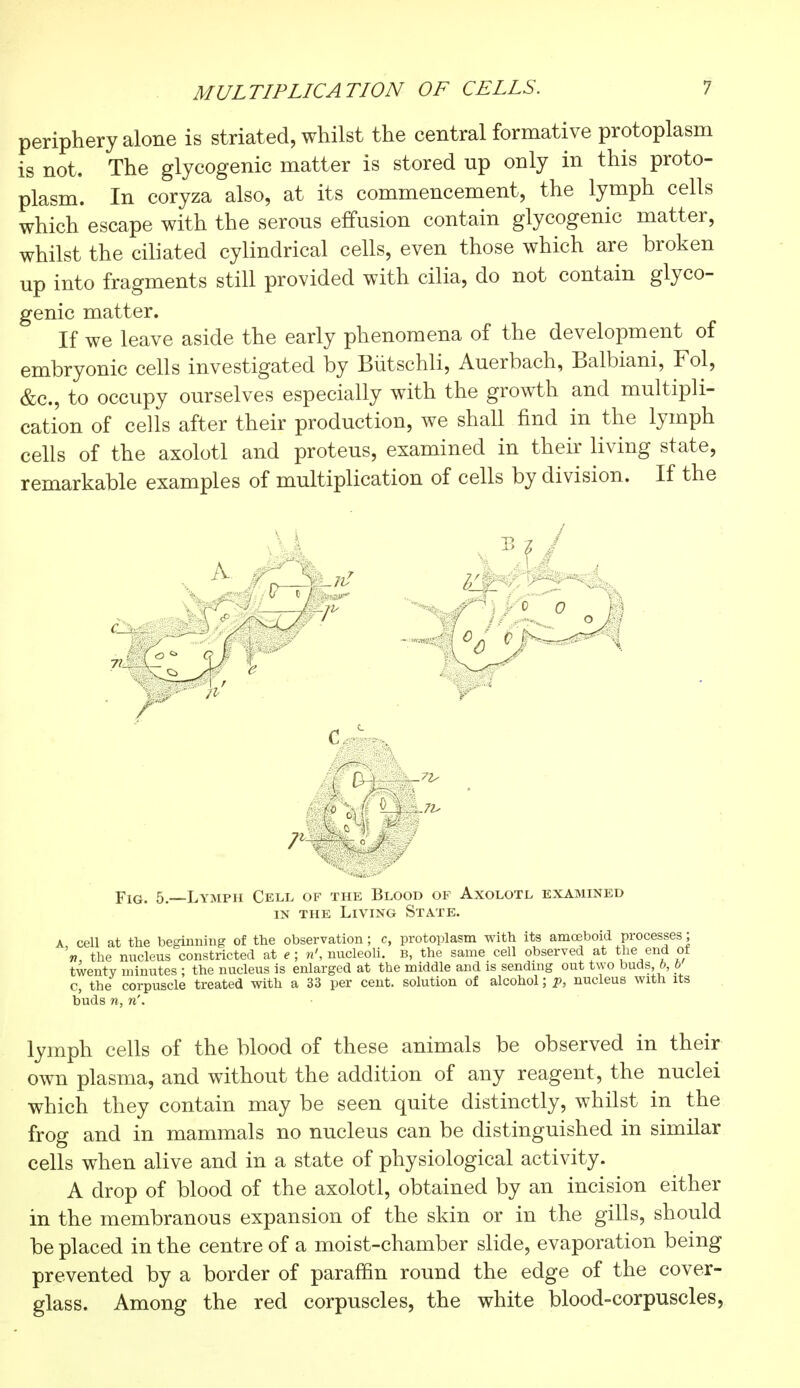 periphery alone is striated, whilst the central formative protoplasm is not. The glycogenic matter is stored up only in this proto- plasm. In coryza also, at its commencement, the lymph cells which escape with the serous effusion contain glycogenic matter, whilst the ciliated cylindrical cells, even those which are broken up into fragments still provided with cilia, do not contain glyco- genic matter. If we leave aside the early phenomena of the development of embryonic cells investigated by Bùtschli, Auerbach, Balbiani, Fol, &c, to occupy ourselves especially with the growth and multipli- cation of cells after their production, we shall find in the lymph cells of the axolotl and proteus, examined in their living state, remarkable examples of multiplication of cells by division. If the 1. L7l> r \ / Fig. 5.—Lymph Cell of the Blood of Axolotl examined in the Living State. a, cell at the beginning of the observation; c, protoplasm with its amoeboid processes; V the nucleus constricted at e ; «', nucleoli, b, the same cell observed at the end ot twenty minutes ; the nucleus is enlarged at the middle and is sending out two buds, b, b c, the corpuscle treated with a 33 per cent, solution of alcohol ; p, nucleus with its buds n, n'. lymph cells of the blood of these animals be observed in their own plasma, and without the addition of any reagent, the nuclei which they contain may be seen quite distinctly, whilst in the frog and in mammals no nucleus can be distinguished in similar cells when alive and in a state of physiological activity. A drop of blood of the axolotl, obtained by an incision either in the membranous expansion of the skin or in the gills, should be placed in the centre of a moist-chamber slide, evaporation being prevented by a border of paraffin round the edge of the cover- glass. Among the red corpuscles, the white blood-corpuscles,