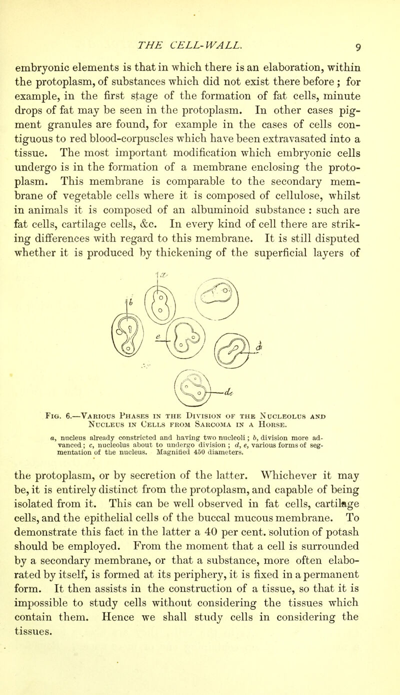 THE CELL-WALL. embryonic elements is that in which there is an elaboration, within the protoplasm, of substances which did not exist there before ; for example, in the first stage of the formation of fat cells, minute drops of fat may be seen in the protoplasm. In other cases pig- ment granules are found, for example in the cases of cells con- tiguous to red blood-corpuscles which have been extravasated into a tissue. The most important modification which embryonic cells undergo is in the formation of a membrane enclosing the proto- plasm. This membrane is comparable to the secondary mem- brane of vegetable cells where it is composed of cellulose, whilst in animals it is composed of an albuminoid substance : such are fat cells, cartilage cells, &c. In every kind of cell there are strik- ing differences with regard to this membrane. It is still disputed whether it is produced by thickening of the superficial layers of Fig. 6.—Various Phases in the Division of the Nucleolus and Nucleus in Cells from Sarcoma in a Horse. o, nucleus already constricted and having two nucleoli ; b, division more ad- vanced ; c, nucleolus about to undergo division ; d, e, various forms of seg- mentation of the nucleus. Magnified 450 diameters. the protoplasm, or by secretion of the latter. Whichever it may be, it is entirely distinct from the protoplasm, and capable of being isolated from it. This can be well observed in fat cells, cartilage cells, and the epithelial cells of the buccal mucous membrane. To demonstrate this fact in the latter a 40 per cent, solution of potash should be employed. From the moment that a cell is surrounded by a secondary membrane, or that a substance, more often elabo- rated by itself, is formed at its periphery, it is fixed in a permanent form. It then assists in the construction of a tissue, so that it is impossible to study cells without considering the tissues which contain them. Hence we shall study cells in considering the tissues.