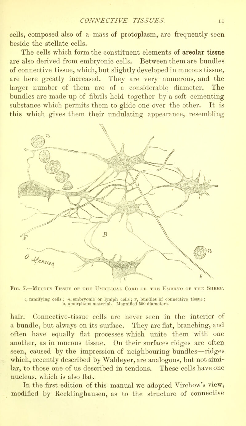 cells, composed also of a mass of protoplasm, are frequently seen beside the stellate cells. The cells which form the constituent elements of areolar tissue are also derived from embryonic cells. Between them are bundles of connective tissue, which, but slightly developed in mucous tissue, are here greatly increased. They are very numerous, and the larger number of them are of a considerable diameter. The bundles are made up of fibrils held together by a soft cementing substance which permits them to glide one over the other. It is this which gives them their undulating appearance, resembling Fig. 7.—Mucous Tissue of the Umbilical Cord ok the Embryo of the Sheep. c, ramifying cells; n, embryonic or lymph cells; F, bundles of connective tissue; B, amorphous material. Magnified 500 diameters. hair. Connective-tissue cells are never seen in the interior of a bundle, but always on its surface. They are flat, branching, and often have equally flat processes which unite them with one another, as in mucous tissue. On their surfaces ridges are often seen, caused by the impression of neighbouring bundles—ridges which, recently described by Waldeyer, are analogous, but not simi- lar, to those one of us described in tendons. These cells have one nucleus, which is also flat. In the first edition of this manual we adopted Virchow's view, modified by Recklinghausen, as to the structure of connective