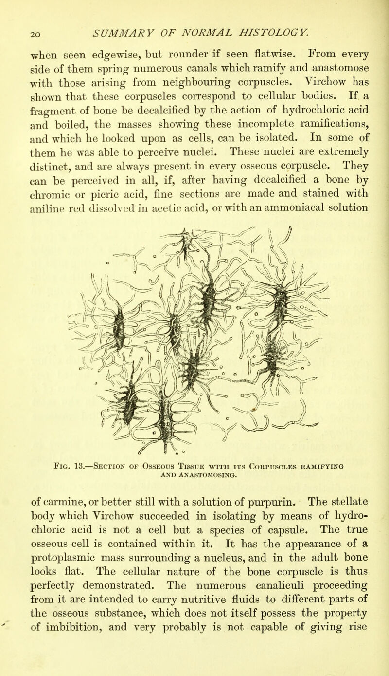 when seen edgewise, but rounder if seen flatwise. From every side of them spring numerous canals which ramify and anastomose with those arising from neighbouring corpuscles. Virchow has shown that these corpuscles correspond to cellular bodies. If a fragment of bone be decalcified by the action of hydrochloric acid and boiled, the masses showing these incomplete ramifications, and which he looked upon as cells, can be isolated. In some of them he was able to perceive nuclei. These nuclei are extremely distinct, and are always present in every osseous corpuscle. They can be perceived in all, if, after having decalcified a bone by chromic or picric acid, fine sections are made and stained with aniline red dissolved in acetic acid, or with an ammoniacal solution Fig. 13.—Section of Osseous Tissue with its Corpuscles ramifying and anastomosing. of carmine, or better still with a solution of purpurin. The stellate body which Virchow succeeded in isolating by means of hydro- chloric acid is not a cell but a species of capsule. The true osseous cell is contained within it. It has the appearance of a protoplasmic mass surrounding a nucleus, and in the adult bone looks flat. The cellular nature of the bone corpuscle is thus perfectly demonstrated. The numerous canaliculi proceeding from it are intended to carry nutritive fluids to different parts of the osseous substance, which does not itself possess the property of imbibition, and very probably is not capable of giving rise