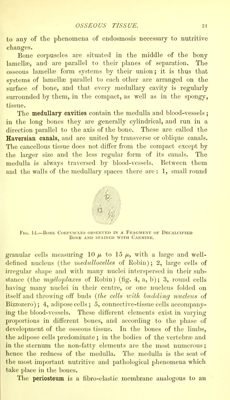 to any of the phenomena of endosmosis necessary to nutritive changes. Bone corpuscles are situated in the middle of the bony lamella?, and are parallel to their planes of separation. The osseous lamella? form systems by their union ; it is thus that systems of lamella? parallel to each other are arranged on the surface of bone, and that every medullary cavity is regularly surrounded by them, in the compact, as well as in the spongy, tissue. The medullary cavities contain the medulla and blood-vessels ; in the long bones they are generally cylindrical, and run in a direction parallel to the axis of the bone. These are called the Haversian canals, and are united by transverse or oblique canals. The cancellous tissue does not differ from the compact except by the larger size and the less regular form of its canals. The medulla is always traversed by blood-vessels. Between them and the walls of the medullary spaces there are: 1, small round Fig. 14.—Bone Corpuscles observed in a Fragment of Decalcified Bone and stained with Carmine. granular cells measuring 10 to 15 fi, with a large and well- defined nucleus (the medullocelles of Robin); 2, large cells of irregular shape and with many nuclei interspersed in their sub- stance (the myéloplaxes of Kobin) (fig. 4, a, b) ; 3, round cells having many nuclei in their centre, or one nucleus folded on itself and throwing off buds (the cells with budding nucleus of Bizzozero) ; 4, adipose cells ; 5, connective-tissue cells accompany- ing the blood-vessels. These different elements exist in varying proportions in different bones, and according to the phase of development of the osseous tissue. In the bones of the limbs, the adipose cells predominate ; in the bodies of the vertebra? and in the sternum the non-fatty elements are the most numerous ; hence the redness of the medulla. The medulla is the seat of the most important nutritive and pathological phenomena which take place in the bones. The periosteum is a fibro-elastic membrane analogous to an