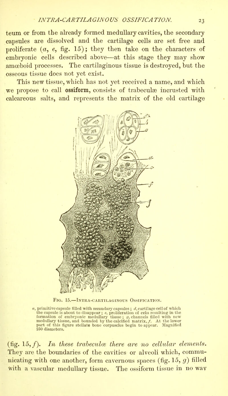 INTRA-CARTILAGINOUS OSSIFICATION. teum or from the already formed medullary cavities, the secondary capsules are dissolved and the cartilage cells are set free and proliferate {a, e, fig. 15); they then take on the characters of embryonic cells described above—at this stage they may show amoeboid processes. The cartilaginous tissue is destroyed, but the osseous tissue does not yet exist. This new tissue, which has not yet received a name, and which we propose to call ossiform, consists of trabecule incrusted with calcareous salts, and represents the matrix of the old cartilage Fig. 15.—Intra-cartilaginous Ossification. a, primitive capsule filled with secondary capsules ; d, cartilage cell of which the capsule is about to disappear ; e, proliferation of cells resultiug in the formation of embryonic medullary tissue ; g, channels filled with new medullary tissue, and bounded by the calcified matrix,/. At the lower part of this figure stellate bone corpuscles begin to appear. Magnified 250 diameters. (fig. 15,/). In these trabecules there are no cellular elements. They are the boundaries of the cavities or alveoli which, commu- nicating with one another, form cavernous spaces (fig. 15, g) filled with a vascular medullary tissue. The ossiform tissue in no wav