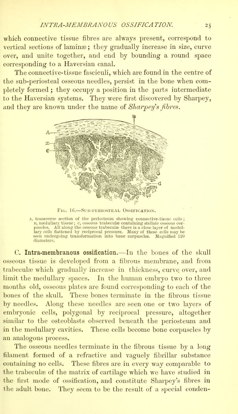 which connective tissue fibres are always present, correspond to vertical sections of laminae ; they gradually increase in size, curve over, and unite together, and end by bounding a round space corresponding to a Haversian canal. The connective-tissue fasciculi, which are found in the centre of the sub-periosteal osseous needles, persist in the bone when com- pletely formed ; they occupy a position in the parts intermediate to the Haversian systems. They were first discovered by Sharpey, and they are known under the name of Sharpey's fibres. FlG. It).—SUB-PERIOSTEAL OSSIFICATION. A, transverse section of the periosteum showing connective-tissue cells ; u, medullary tissue ; C, osseous trabeculae containing stellate osseous cor- puscles. All along the osseous trabecules there is a close layer of medul- lary cells flattened by reciprocal pressure. Many of these cells may be seen undergoing transformation into bone corpuscles. Magnified 120 diameters. C. Intra-membranous ossification.—In the bones of the skull osseous tissue is developed from a fibrous membrane, and from trabecule which gradually increase in thickness, curve over, and limit the medullary spaces. In the human embryo two to three months old, osseous plates are found corresponding to each of the bones of the skull. These bones terminate in the fibrous tissue by needles. Along these needles are seen one or two layers of embryonic cells, polygonal by reciprocal pressure, altogether similar to the osteoblasts observed beneath the periosteum and in the medullary cavities. These cells become bone corpuscles by an analogous process. The osseous needles terminate in the fibrous tissue by a long filament formed of a refractive and vaguely fibrillar substance containing no cells. These fibres are in every way comparable to the trabecule of the matrix of cartilage which we have studied in the first mode of ossification, and constitute Sharpey's fibres in the adult bone. They seem to be the result of a special conden-