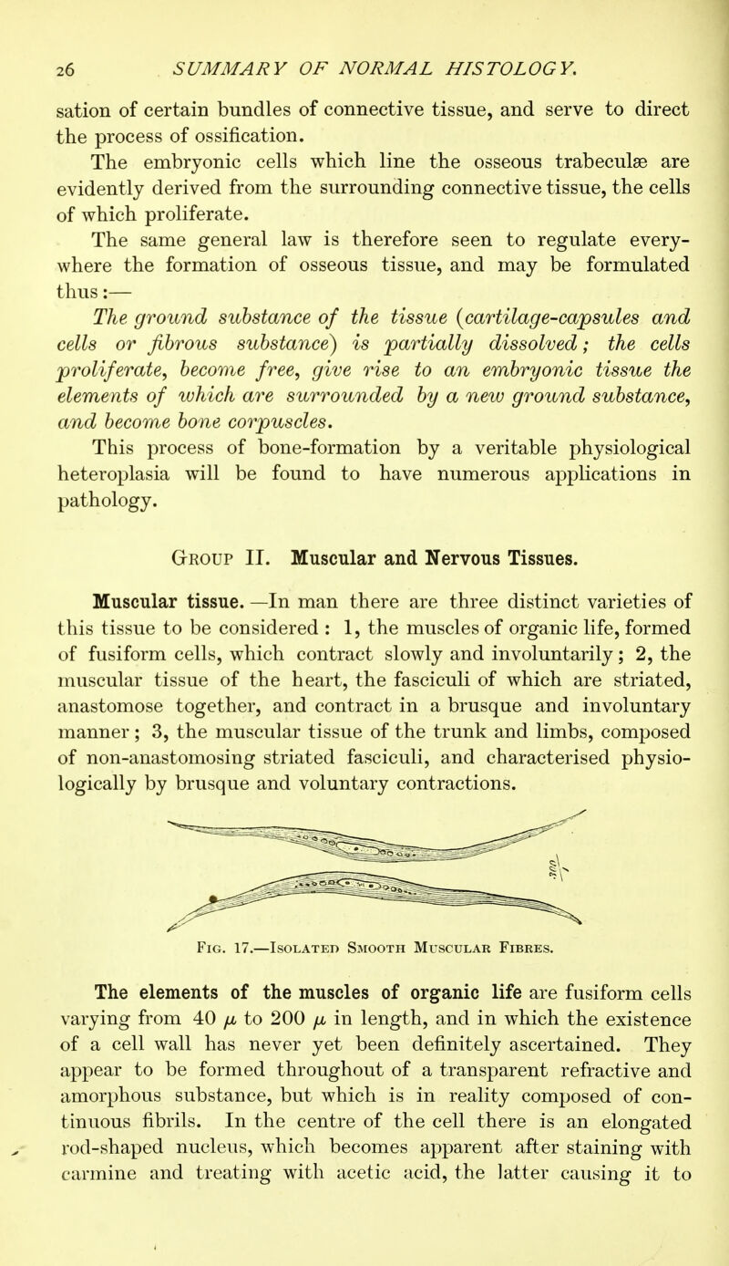 sation of certain bundles of connective tissue, and serve to direct the process of ossification. The embryonic cells which line the osseous trabecule are evidently derived from the surrounding connective tissue, the cells of which proliferate. The same general law is therefore seen to regulate every- where the formation of osseous tissue, and may be formulated thus :— The ground substance of the tissue (cartilage-capsules and cells or fibrous substance) is partially dissolved ; the cells proliferate, become free, give rise to an embryonic tissue the elements of which are surrounded by a new ground substance, and become bone corpuscles. This process of bone-formation by a veritable physiological heteroplasia will be found to have numerous applications in pathology. Group II. Muscular and Nervous Tissues. Muscular tissue. —In man there are three distinct varieties of this tissue to be considered : 1, the muscles of organic life, formed of fusiform cells, which contract slowly and involuntarily ; 2, the muscular tissue of the heart, the fasciculi of which are striated, anastomose together, and contract in a brusque and involuntary manner ; 3, the muscular tissue of the trunk and limbs, composed of non-anastomosing striated fasciculi, and characterised physio- logically by brusque and voluntary contractions. Fig. 17.—Isolated Smooth Muscular Fibres. The elements of the muscles of organic life are fusiform cells varying from 40 jjl to 200 fx in length, and in which the existence of a cell wall has never yet been definitely ascertained. They appear to be formed throughout of a transparent refractive and amorphous substance, but which is in reality composed of con- tinuous fibrils. In the centre of the cell there is an elongated rod-shaped nucleus, which becomes apparent after staining with carmine and treating with acetic acid, the latter causing it to