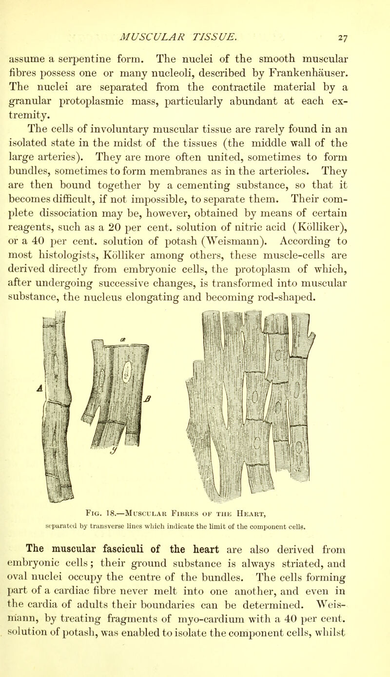 MUSCULAR TISSUE. assume a serpentine form. The nuclei of the smooth muscular fibres possess one or many nucleoli, described by Frankenhauser. The nuclei are separated from the contractile material by a granular protoplasmic mass, particularly abundant at each ex- tremity. The cells of involuntary muscular tissue are rarely found in an isolated state in the midst of the tissues (the middle wall of the large arteries). They are more often united, sometimes to form bundles, sometimes to form membranes as in the arterioles. They are then bound together by a cementing substance, so that it becomes difficult, if not impossible, to separate them. Their com- plete dissociation may be, however, obtained by means of certain reagents, such as a 20 per cent, solution of nitric acid (Kolliker), or a 40 per cent, solution of potash (Weismann). According to most histologists, Kolliker among others, these muscle-cells are derived directly from embryonic cells, the protoplasm of which, after undergoing successive changes, is transformed into muscular substance, the nucleus elongating and becoming rod-shaped. Fig. 18.—Muscular Fibres of the Heart, separated by transverse lines which indicate the limit of the component cells. The muscular fasciculi of the heart are also derived from embryonic cells ; their ground substance is alwTays striated, and oval nuclei occupy the centre of the bundles. The cells forming part of a cardiac fibre never melt into one another, and even in the cardia of adults their boundaries can be determined. Weis- mann, by treating fragments of myo-cardium with a 40 per cent, solution of potash, was enabled to isolate the component cells, whilst