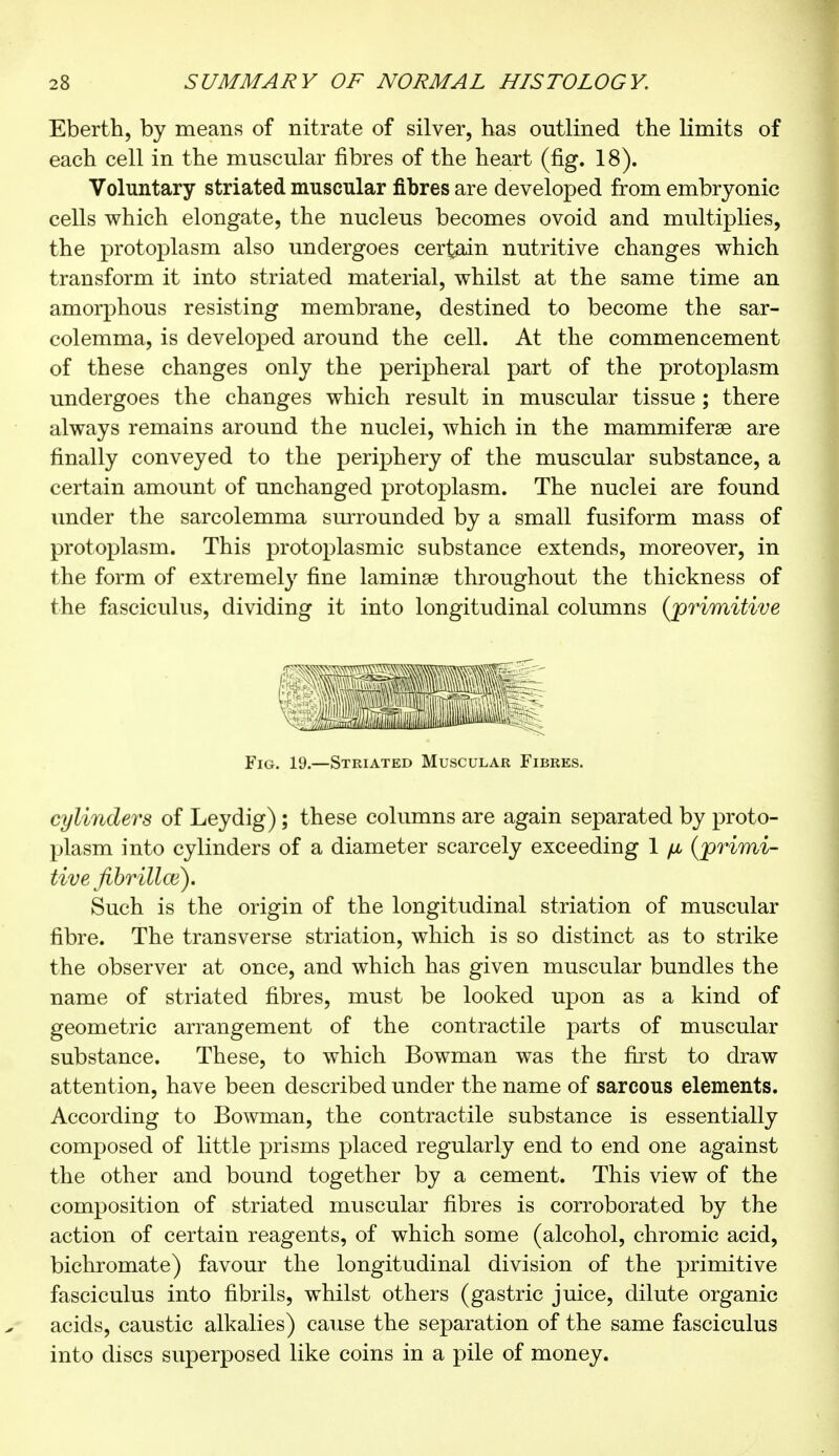 Eberth, by means of nitrate of silver, has outlined the limits of each cell in the muscular fibres of the heart (fig. 18). Voluntary striated muscular fibres are developed from embryonic cells which elongate, the nucleus becomes ovoid and multiplies, the protoplasm also undergoes certain nutritive changes which transform it into striated material, whilst at the same time an amorphous resisting membrane, destined to become the sar- colemma, is developed around the cell. At the commencement of these changes only the peripheral part of the protoplasm undergoes the changes which result in muscular tissue ; there always remains around the nuclei, which in the mammiferse are finally conveyed to the periphery of the muscular substance, a certain amount of unchanged protoplasm. The nuclei are found under the sarcolemma surrounded by a small fusiform mass of protoplasm. This protoplasmic substance extends, moreover, in the form of extremely fine laminae throughout the thickness of the fasciculus, dividing it into longitudinal columns (^primitive cylinders of Leydig) ; these columns are again separated by proto- plasm into cylinders of a diameter scarcely exceeding 1 fju (jprimi- Such is the origin of the longitudinal striation of muscular fibre. The transverse striation, which is so distinct as to strike the observer at once, and which has given muscular bundles the name of striated fibres, must be looked upon as a kind of geometric arrangement of the contractile parts of muscular substance. These, to which Bowman was the first to draw attention, have been described under the name of sarcous elements. According to Bowman, the contractile substance is essentially composed of little prisms placed regularly end to end one against the other and bound together by a cement. This view of the composition of striated muscular fibres is corroborated by the action of certain reagents, of which some (alcohol, chromic acid, bichromate) favour the longitudinal division of the primitive fasciculus into fibrils, whilst others (gastric juice, dilute organic acids, caustic alkalies) cause the separation of the same fasciculus into discs superposed like coins in a pile of money. Fig. 19.—Striated Muscular Fibres. tive fibrillœ).