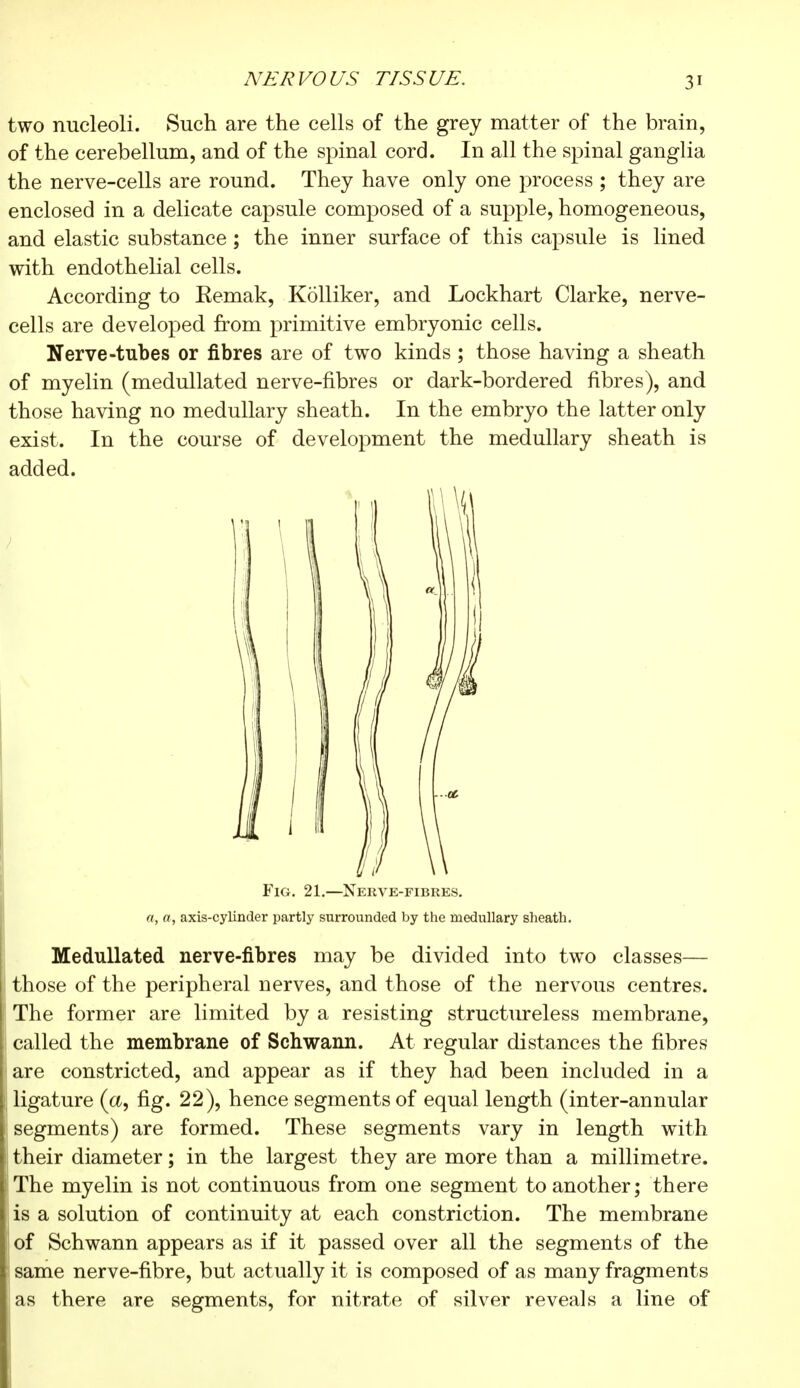 two nucleoli. Such are the cells of the grey matter of the brain, of the cerebellum, and of the spinal cord. In all the spinal ganglia the nerve-cells are round. They have only one process ; they are enclosed in a delicate capsule composed of a supple, homogeneous, and elastic substance ; the inner surface of this capsule is lined with endothelial cells. According to Kemak, Kolliker, and Lockhart Clarke, nerve- cells are developed from primitive embryonic cells. Nerve-tubes or fibres are of two kinds ; those having a sheath of myelin (medullated nerve-fibres or dark-bordered fibres), and those having no medullary sheath. In the embryo the latter only exist. In the course of development the medullary sheath is added. Fig. 21.—Nerve-fibres. a, a, axis-cylinder partly surrounded by the medullary sheath. Medullated nerve-fibres may be divided into two classes— those of the peripheral nerves, and those of the nervous centres. The former are limited by a resisting structureless membrane, called the membrane of Schwann. At regular distances the fibres are constricted, and appear as if they had been included in a ligature (a, fig. 22), hence segments of equal length (inter-annular segments) are formed. These segments vary in length with their diameter ; in the largest they are more than a millimetre. The myelin is not continuous from one segment to another; there is a solution of continuity at each constriction. The membrane of Schwann appears as if it passed over all the segments of the same nerve-fibre, but actually it is composed of as many fragments as there are segments, for nitrate of silver reveals a line of