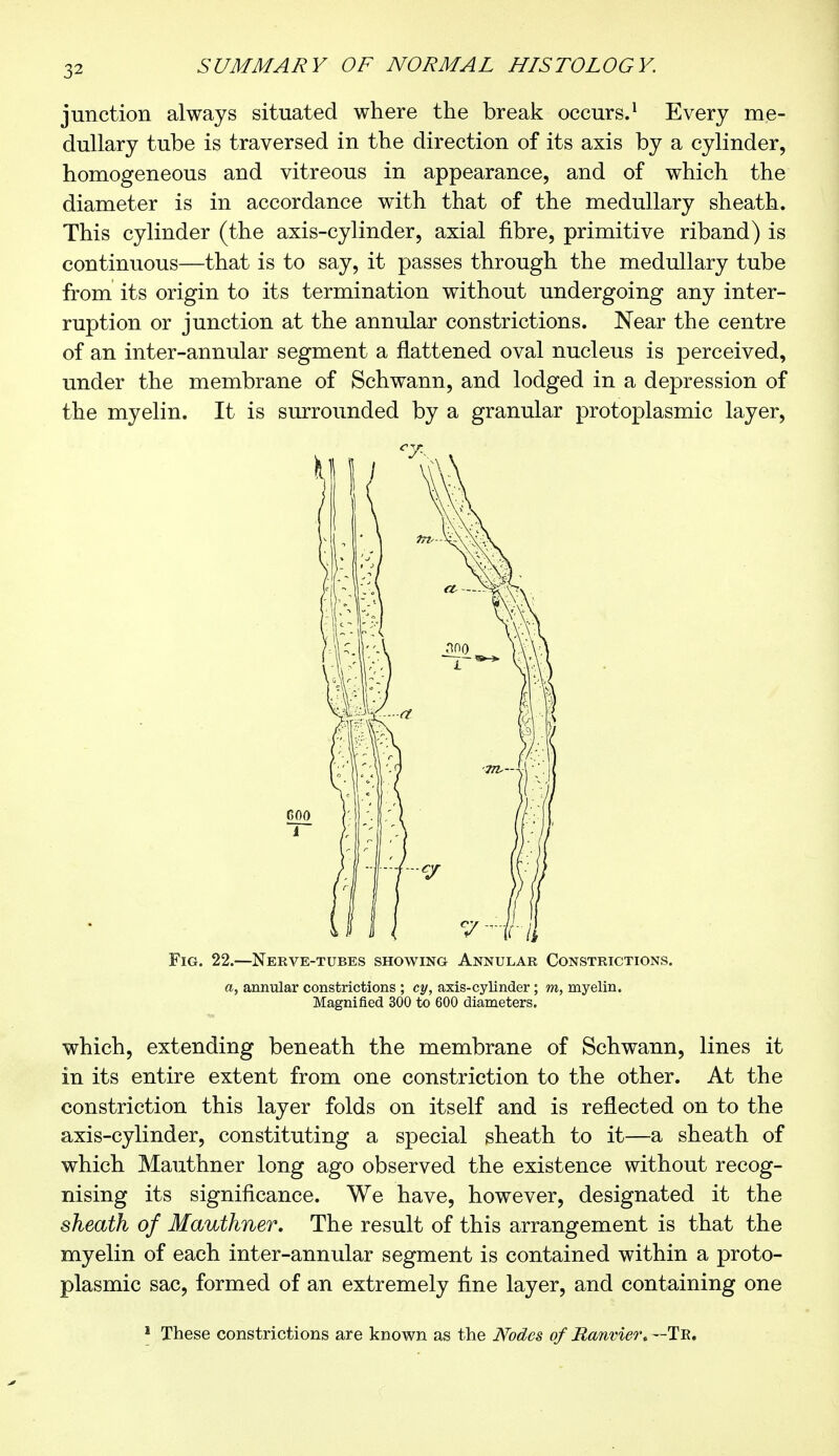 junction always situated where the break occurs.1 Every me- dullary tube is traversed in the direction of its axis by a cylinder, homogeneous and vitreous in appearance, and of which the diameter is in accordance with that of the medullary sheath. This cylinder (the axis-cylinder, axial fibre, primitive riband) is continuous—that is to say, it passes through the medullary tube from its origin to its termination without undergoing any inter- ruption or junction at the annular constrictions. Near the centre of an inter-annular segment a flattened oval nucleus is perceived, under the membrane of Schwann, and lodged in a depression of the myelin. It is surrounded by a granular protoplasmic layer, y-t u Fig. 22.—Nerve-tubes showing Annular Constrictions. a, annular constrictions ; cy, axis-cylinder ; m, myelin. Magnified 300 to 600 diameters. which, extending beneath the membrane of Schwann, lines it in its entire extent from one constriction to the other. At the constriction this layer folds on itself and is reflected on to the axis-cylinder, constituting a special sheath to it—a sheath of which Mauthner long ago observed the existence without recog- nising its significance. We have, however, designated it the sheath of Mauthner. The result of this arrangement is that the myelin of each inter-annular segment is contained within a proto- plasmic sac, formed of an extremely fine layer, and containing one These constrictions are known as the Nodes of Ranvier. ~-Te.