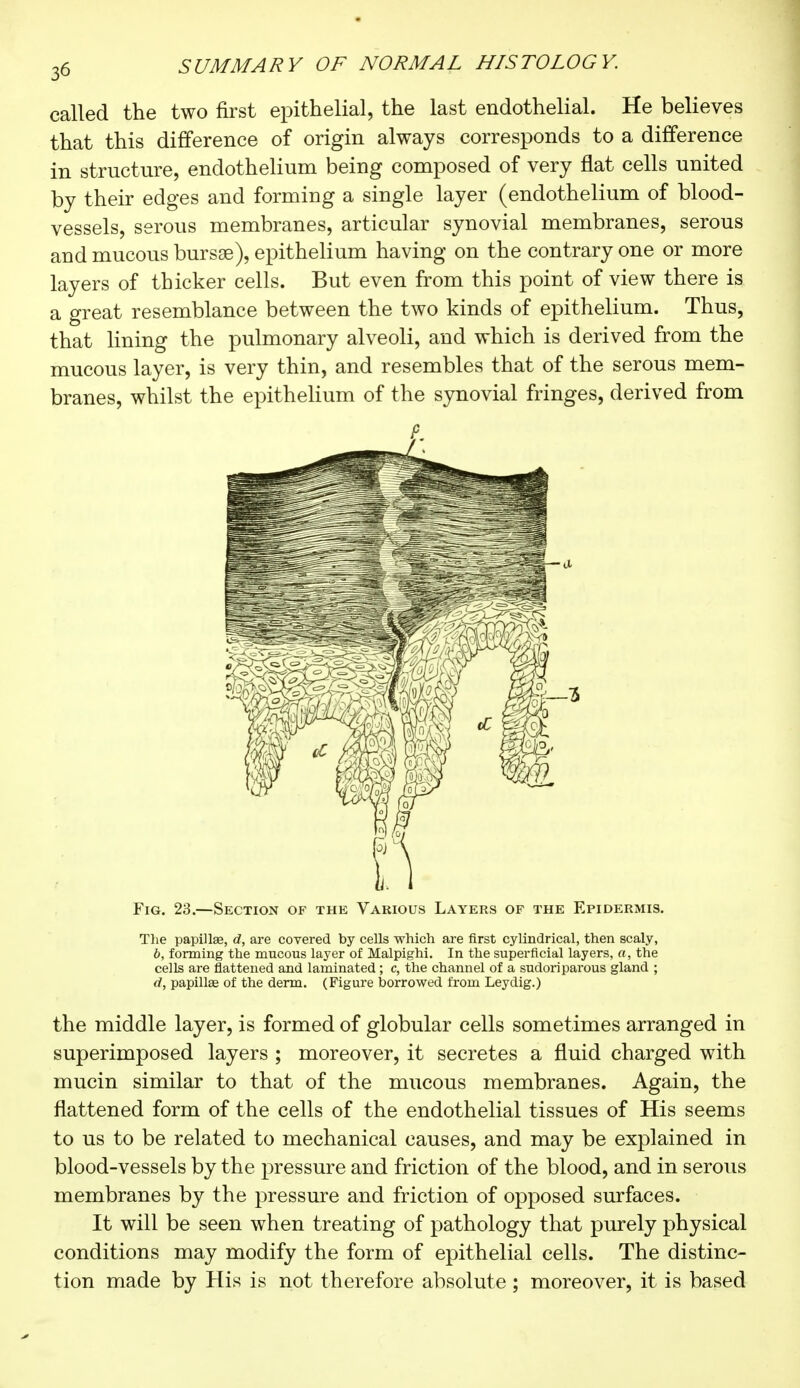 called the two first epithelial, the last endothelial. He believes that this difference of origin always corresponds to a difference in structure, endothelium being composed of very flat cells united by their edges and forming a single layer (endothelium of blood- vessels, serous membranes, articular synovial membranes, serous and mucous bursas), epithelium having on the contrary one or more layers of thicker cells. But even from this point of view there is a great resemblance between the two kinds of epithelium. Thus, that lining the pulmonary alveoli, and which is derived from the mucous layer, is very thin, and resembles that of the serous mem- branes, whilst the epithelium of the synovial fringes, derived from Fig. 23.—Section of the Various Layers of the Epidermis. The papillae, d, are covered by cells which are first cylindrical, then scaly, b, forming the mucous layer of Malpighi. In the superficial layers, a, the cells are flattened and laminated ; c, the channel of a sudoriparous gland ; d, papillœ of the derm. (Figure borrowed from Leydig.) the middle layer, is formed of globular cells sometimes arranged in superimposed layers ; moreover, it secretes a fluid charged with mucin similar to that of the mucous membranes. Again, the flattened form of the cells of the endothelial tissues of His seems to us to be related to mechanical causes, and may be explained in blood-vessels by the pressure and friction of the blood, and in serous membranes by the pressure and friction of opposed surfaces. It will be seen when treating of pathology that purely physical conditions may modify the form of epithelial cells. The distinc- tion made by His is not therefore absolute ; moreover, it is based