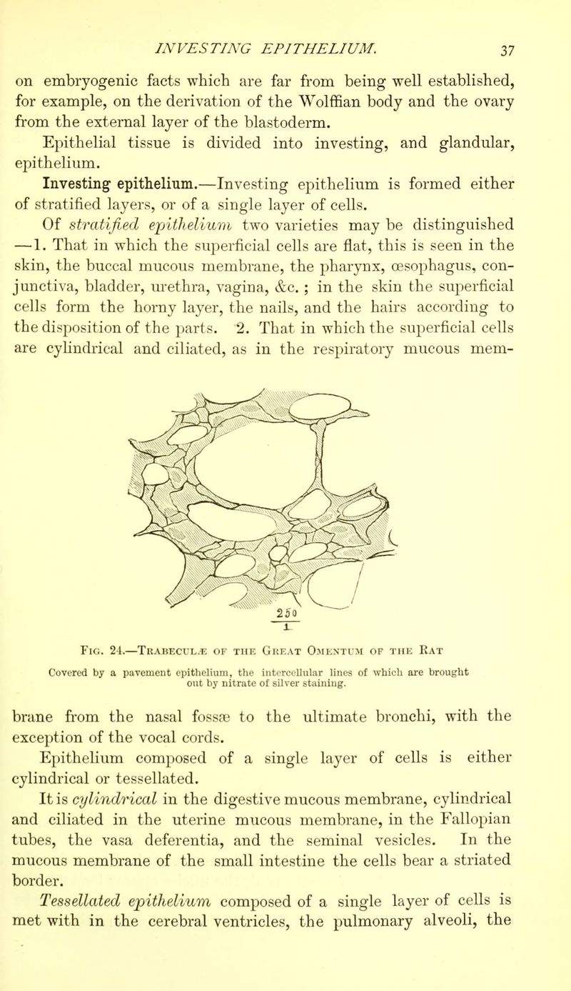on embryogénie facts which are far from being well established, for example, on the derivation of the Wolffian body and the ovary from the external layer of the blastoderm. Epithelial tissue is divided into investing, and glandular, epithelium. Investing epithelium.—Investing epithelium is formed either of stratified layers, or of a single layer of cells. Of stratified epithelium two varieties may be distinguished — 1. That in which the superficial cells are flat, this is seen in the skin, the buccal mucous membrane, the pharynx, oesophagus, con- junctiva, bladder, urethra, vagina, &c. ; in the skin the superficial cells form the horny layer, the nails, and the hairs according to the disposition of the parts. 2. That in which the superficial cells are cylindrical and ciliated, as in the respiratory mucous mem- Fig. 24.—Trabecules of the Great Omentum of the Rat Covered by a pavement epithelium, the intercellular lines of which are brought out by nitrate of silver staining. brane from the nasal fossre to the ultimate bronchi, with the exception of the vocal cords. Epithelium composed of a single layer of cells is either cylindrical or tessellated. It is cylindrical in the digestive mucous membrane, cylindrical and ciliated in the uterine mucous membrane, in the Fallopian tubes, the vasa deferentia, and the seminal vesicles. In the mucous membrane of the small intestine the cells bear a striated border. Tessellated epithelium composed of a single layer of cells is met with in the cerebral ventricles, the pulmonary alveoli, the