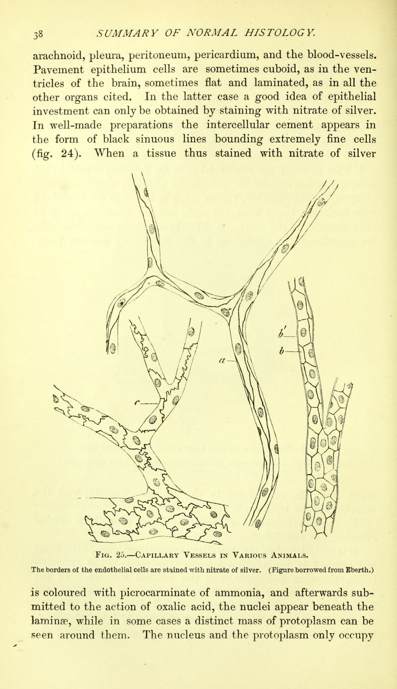 arachnoid, pleura, peritonemn, pericardium, and the blood-vessels. Pavement epithelium cells are sometimes cuboid, as in the ven- tricles of the brain, sometimes flat and laminated, as in all the other organs cited. In the latter case a good idea of epithelial investment can only be obtained by staining with nitrate of silver. In well-made preparations the intercellular cement appears in the form of black sinuous lines bounding extremely fine cells (fig. 24). When a tissue thus stained with nitrate of silver Fig. 25.—Capillary Vessels in Various Animals. The borders of the endothelial cells are stained with nitrate of silver. (Figure borrowed from Eberth.) is coloured with picrocarminate of ammonia, and afterwards sub- mitted to the action of oxalic acid, the nuclei appear beneath the lamina?, while in some cases a distinct mass of protoplasm can be seen around them. The nucleus and the protoplasm only occupy