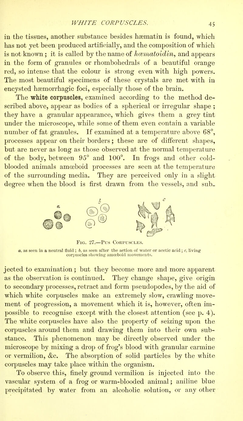 in the tissues, another substance besides hasmatin is found, which has not yet been produced artificially, and the composition of which is not known ; it is called by the name of hcematoidin, and appears in the form of granules or rhombohedrals of a beautiful orange red, so intense that the colour is strong even with high powers. The most beautiful specimens of these crystals are met with in encysted hemorrhagic foci, especially those of the brain. The white corpuscles, examined according to the method de- scribed above, appear as bodies of a spherical or irregular shape ; they have a granular appearance, which gives them a grey tint under the microscope, while some of them even contain a variable number of fat granules. If examined at a temperature above 68°, processes appear on their borders ; these are of different shapes, but are never as long as those observed at the normal temperature of the body, between 95° and 100°. In frogs and other cold- blooded animals amoeboid processes are seen at the temperature of the surrounding media. They are perceived only in a slight degree when the blood is first drawn from the vessels, and sub- Fig. 27.—Pus Corpuscles. a, as seen in a neutral fluid ; 6, as seen after the action of water or acetic acid ; c, living corpuscles showing amoeboid movements. jected to examination ; but they become more and more apparent as the observation is continued. They change shape, give origin to secondary processes, retract and form pseudopodes, by the aid of which white corpuscles make an extremely slow, crawling move- ment of progression, a movement which it is, however, often im- possible to recognise except with the closest attention (see p. 4). The white corpuscles have also the property of seizing upon the corpuscles around them and drawing them into their own sub- stance. This phenomenon may be directly observed under the microscope by mixing a drop of frog's blood with granular carmine or vermilion, &c. The absorption of solid particles by the white corpuscles may take place within the organism. To observe this, finely ground vermilion is injected into the vascular system of a frog or warm-blooded animal ; aniline blue precipitated by water from an alcoholic solution, or any other
