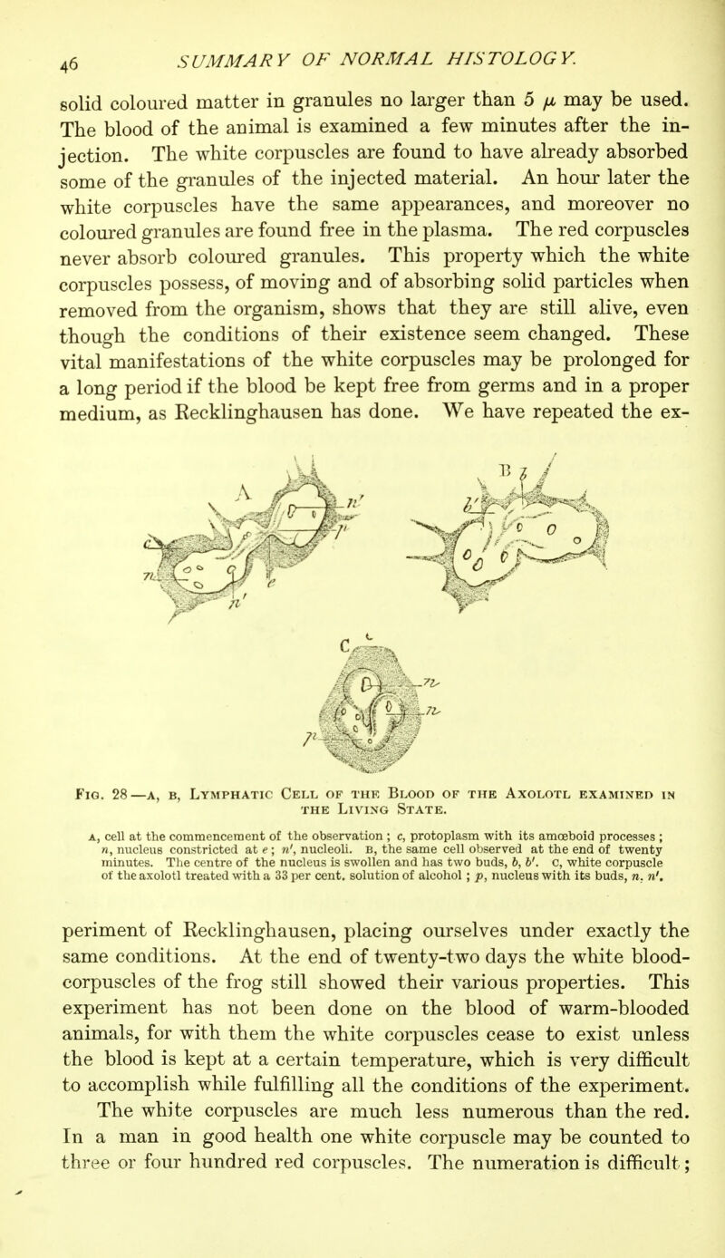 solid coloured matter in granules no larger than 5 //, may be used. The blood of the animal is examined a few minutes after the in- jection. The white corpuscles are found to have already absorbed some of the granules of the injected material. An hour later the white corpuscles have the same appearances, and moreover no coloured granules are found free in the plasma. The red corpuscles never absorb coloured granules. This property which the white corpuscles possess, of moving and of absorbing solid particles when removed from the organism, shows that they are still alive, even though the conditions of their existence seem changed. These vital manifestations of the white corpuscles may be prolonged for a long period if the blood be kept free from germs and in a proper medium, as Recklinghausen has done. We have repeated the ex- Fig. 28—a, b, Lymphatic Cell, of the Blood of the Axolotl examined in the Living State. a, cell at the commencement of the observation ; c, protoplasm with its amoeboid processes ; n, nucleus constricted at e ; n', nucleoli. B, the same cell observed at the end of twenty minutes. The centre of the nucleus is swollen and has two buds, b, b'. c, white corpuscle of the axolotl treated with a 33 per cent, solution of alcohol ; p, nucleus with its buds, n. n'. périment of Recklinghausen, placing ourselves under exactly the same conditions. At the end of twenty-two days the white blood- corpuscles of the frog still showed their various properties. This experiment has not been done on the blood of warm-blooded animals, for with them the white corpuscles cease to exist unless the blood is kept at a certain temperature, which is very difficult to accomplish while fulfilling all the conditions of the experiment. The white corpuscles are much less numerous than the red. In a man in good health one white corpuscle may be counted to three or four hundred red corpuscles. The numeration is difficult ;
