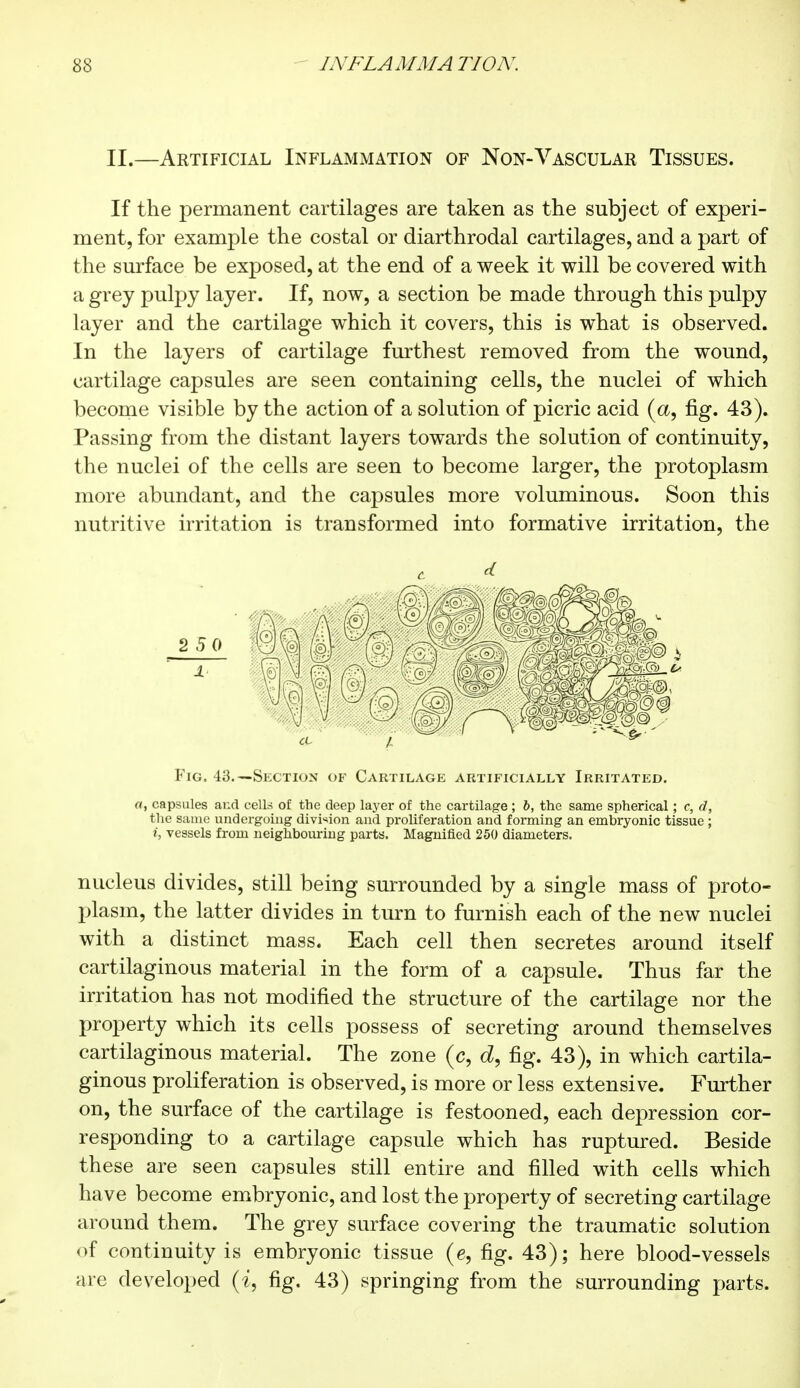 II.—Artificial Inflammation of Non-Vascular Tissues. If the permanent cartilages are taken as the subject of experi- ment, for example the costal or diarthrodal cartilages, and a part of the surface be exposed, at the end of a week it will be covered with a grey pulpy layer. If, now, a section be made through this pulpy layer and the cartilage which it covers, this is what is observed. In the layers of cartilage furthest removed from the wound, cartilage capsules are seen containing cells, the nuclei of which become visible by the action of a solution of picric acid (a, fig. 43). Passing from the distant layers towards the solution of continuity, the nuclei of the cells are seen to become larger, the protoplasm more abundant, and the capsules more voluminous. Soon this nutritive irritation is transformed into formative irritation, the Fig. 43.—Section of Cartilage artificially Irritated. a, capsules and cells of the deep layer of the cartilage ; b, the same spherical ; c, d, the same undergoing division and proliferation and forming an embryonic tissue ; i, vessels from neighbouring parts. Magnified 250 diameters. nucleus divides, still being surrounded by a single mass of proto- plasm, the latter divides in turn to furnish each of the new nuclei with a distinct mass. Each cell then secretes around itself cartilaginous material in the form of a capsule. Thus far the irritation has not modified the structure of the cartilage nor the property which its cells possess of secreting around themselves cartilaginous material. The zone (c, d, fig. 43), in which cartila- ginous proliferation is observed, is more or less extensive. Further on, the surface of the cartilage is festooned, each depression cor- responding to a cartilage capsule which has ruptured. Beside these are seen capsules still entire and filled with cells which have become embryonic, and lost the property of secreting cartilage around them. The grey surface covering the traumatic solution of continuity is embryonic tissue (e, fig. 43); here blood-vessels are developed (i, fig. 43) springing from the surrounding parts.