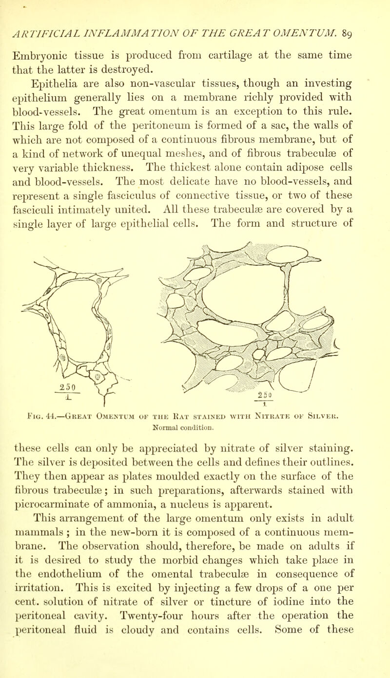 Embryonic tissue is produced from cartilage at the same time that the latter is destroyed. Epithelia are also non-vascular tissues, though an investing epithelium generally lies on a membrane richly provided with blood-vessels. The great omentum is an exception to this rule. This large fold of the peritoneum is formed of a sac, the walls of which are not composed of a continuous fibrous membrane, but of a kind of network of unequal meshes, and of fibrous trabecular of very variable thickness. The thickest alone contain adipose cells and blood-vessels. The most delicate have no blood-vessels, and represent a single fasciculus of connective tissue, or two of these fasciculi intimately united. All these trabecule are covered by a single layer of large epithelial cells. The form and structure of Fig. 44.—Great Omentum or the Rat stained with Nitrate of Silver. Normal condition. these cells can only be appreciated by nitrate of silver staining. The silver is deposited between the cells and defines their outlines. They then appear as plates moulded exactly on the surface of the fibrous trabecule ; in such preparations, afterwards stained with picrocarminate of ammonia, a nucleus is apparent. This arrangement of the large omentum only exists in adult mammals ; in the new-born it is composed of a continuous mem- brane. The observation should, therefore, be made on adults if it is desired to study the morbid changes which take place in the endothelium of the omental trabecular in consequence of irritation. This is excited by injecting a few drops of a one per cent, solution of nitrate of silver or tincture of iodine into the peritoneal cavity. Twenty-four hours after the operation the peritoneal fluid is cloudy and contains cells. Some of these