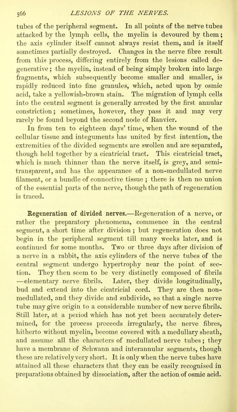 tubes of the peripheral segment. In all points of the nerve tubes attacked by the lymph cells, the myelin is devoured by them ; the axis cylinder itself cannot always resist them, and is itself sometimes partially destroyed. Changes in the nerve fibre result from this process, differing entirely from the lesions called de- generative ; the myelin, instead of being simply broken into large fragments, which subsequently become smaller and smaller, is rapidly reduced into fine granules, which, acted upon by osmic acid, take a yellowish-brown stain. The migration of lymph cells into the central segment is generally arrested by the first annular constriction ; sometimes, however, they pass it and may very rarely be found beyond the second node of Eanvier. In from ten to eighteen days' time, when the wound of the cellular tissue and integuments has united by first intention, the extremities of the divided segments are swollen and are separated, though held together by a cicatricial tract. This cicatricial tract, which is much thinner than the nerve itself, is grey, and semi- transparent, and has the appearance of a non-medullated nerve filament, or a bundle of connective tissue ; there is then no union of the essential parts of the nerve, though the path of regeneration is traced. Regeneration of divided nerves.—Eegeneration of a nerve, or rather the preparatory phenomena, commence in the central segment, a short time after division ; but regeneration does not begin in the peripheral segment till many weeks later, and is continued for some months. Two or three days after division of a nerve in a rabbit, the axis cylinders of the nerve tubes of the central segment undergo hypertrophy near the point of sec- tion. They then seem to be very distinctly composed of fibrils —elementary nerve fibrils. Later, they divide longitudinally, bud and extend into the cicatricial cord. They are then non- medullated, and they divide and subdivide, so that a single nerve tube may give origin to a considerable number of new nerve fibrils. Still later, at a period which has not yet been accurately deter- mined, for the process proceeds irregularly, the nerve fibres, hitherto without myelin, become covered with a medullary sheath, and assume all the characters of medullated nerve tubes ; they have a membrane of Schwann and interannular segments, though these are relatively very short. It is only when the nerve tubes have attained all these characters that they can be easily recognised in preparations obtained by dissociation, after the action of osmic acid.