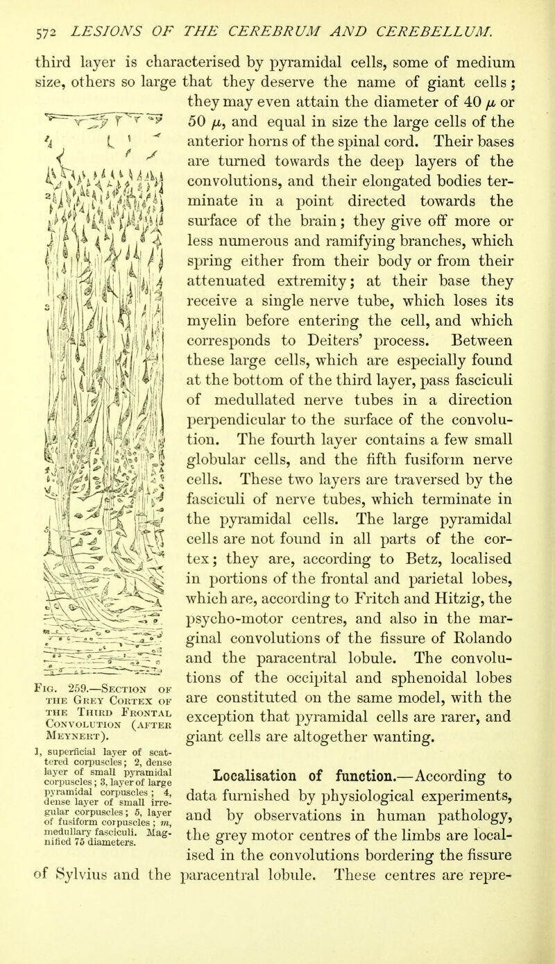 third layer is characterised by pyramidal cells, some of medium size, others so large that they deserve the name of giant cells ; they may even attain the diameter of 40 /x. or 'ï^=~^r3^r^r 50 jLt, and equal in size the large cells of the *i anterior horns of the spinal cord. Their bases are turned towards the deep layers of the convolutions, and their elongated bodies ter- minate in a point directed towards the surface of the brain; they give off more or less numerous and ramifying branches, which spring either from their body or from their attenuated extremity; at their base they ffllW rece^ve a single nerve tube, which loses its myelin before entering the cell, and which corresponds to Deiters' process. Between these large cells, which are especially found at the bottom of the third layer, pass fasciculi of medullated nerve tubes in a direction perpendicular to the surface of the convolu- tion. The fourth layer contains a few small globular cells, and the fifth fusiform nerve cells. These two layers are traversed by the fasciculi of nerve tubes, which terminate in the pyramidal cells. The large pyramidal cells are not found in all parts of the cor- tex; they are, according to Betz, localised in portions of the frontal and parietal lobes, which are, according to Fritch and Hitzig, the psycho-motor centres, and also in the mar- ginal convolutions of the fissure of Eolando and the paracentral lobule. The convolu- tions of the occipital and sphenoidal lobes are constituted on the same model, with the exception that pyramidal cells are rarer, and giant cells are altogether wanting. ~ m Fig. 259.—Section of the Grey Cortex of the Third Frontal Convolution (after Meynert). 1, superficial layer of scat- tered corpuscles; 2, dense layer of small pyramidal corpuscles ; 3, layer of large pyramidal corpuscles ; 4, dense layer of small irre- gular corpuscles ; 5, layer of fusiform corpuscles ; m, mednllaiy fasciculi. Mag- nified 75 diameters. Localisation of function.—According to data furnished by physiological experiments, and by observations in human pathology, the grey motor centres of the limbs are local- ised in the convolutions bordering the fissure of Sylvius and the paracentral lobule. These centres are repre-